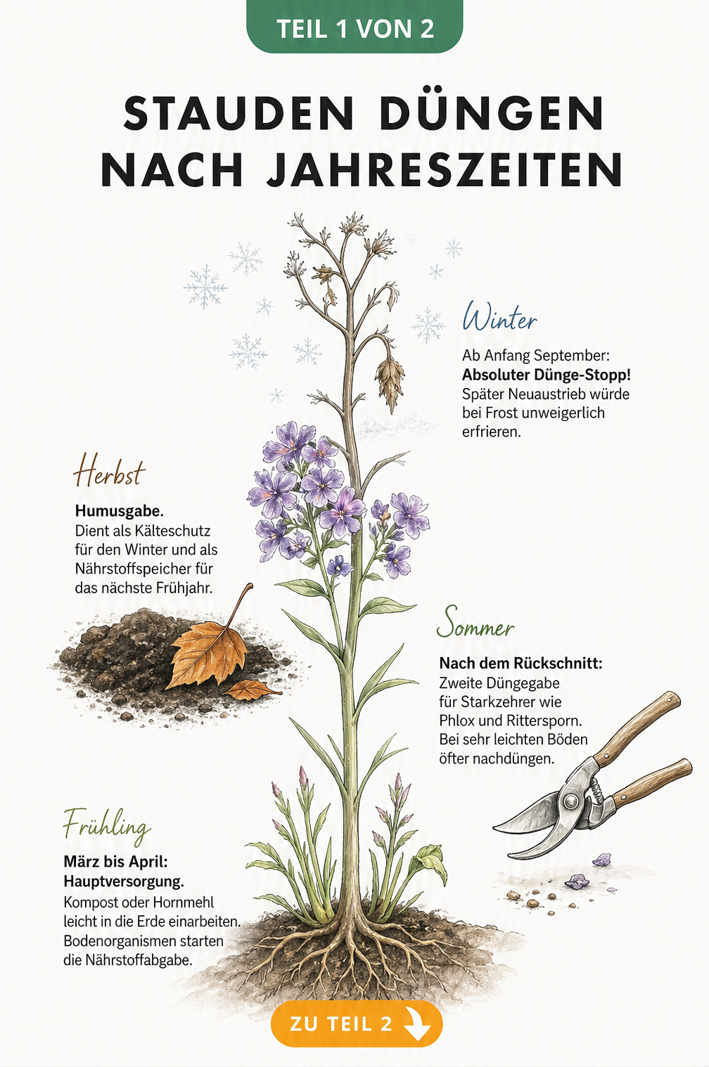 Illustration einer Staude, die den Düngebedarf im Frühling, Sommer, Herbst und Winter zeigt