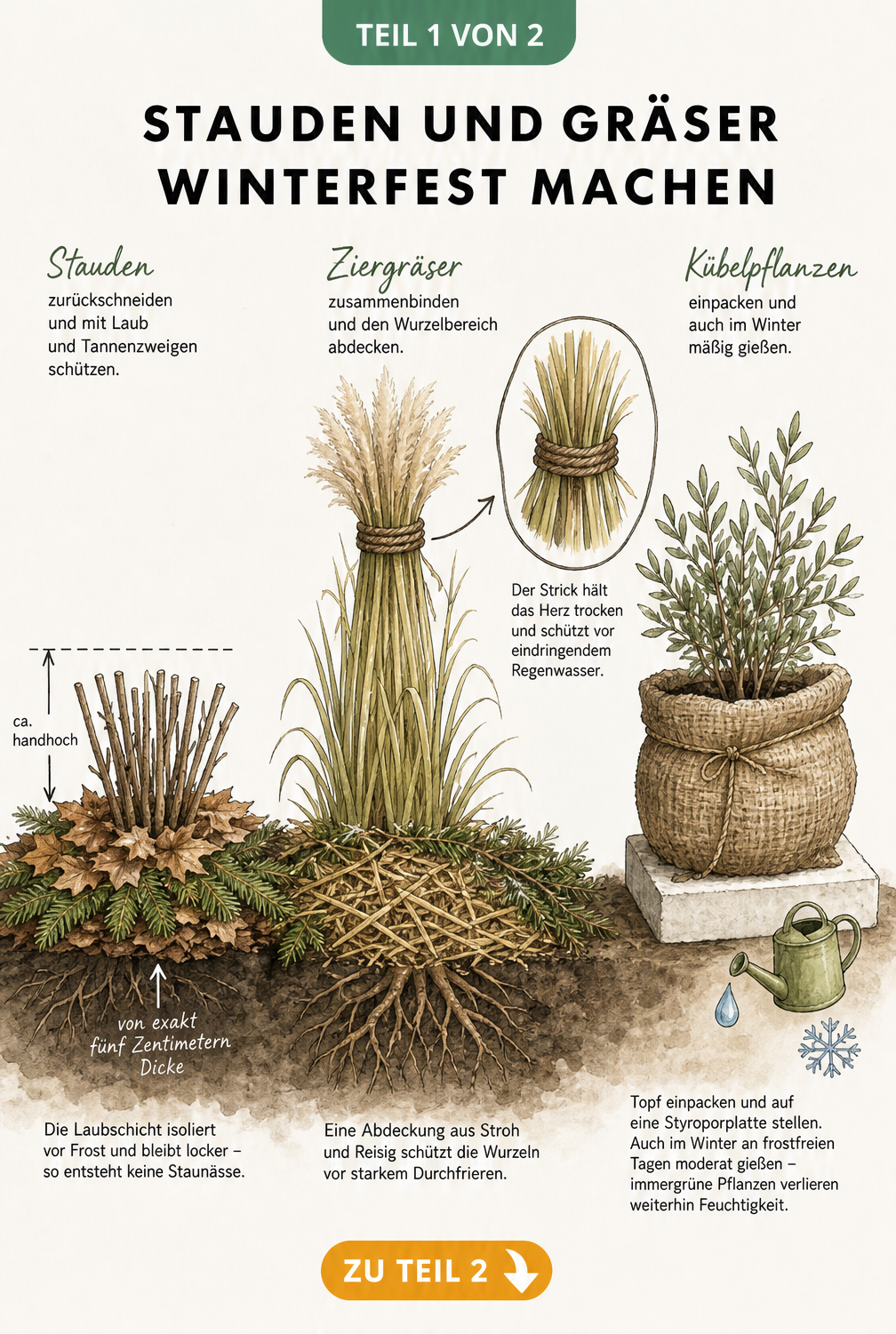 Illustration eines Gartenbeets im Querschnitt mit zurückgeschnittener Staude, zusammengebundenem Ziergras und eingewickelter Kübelpflanze als Winterschutz