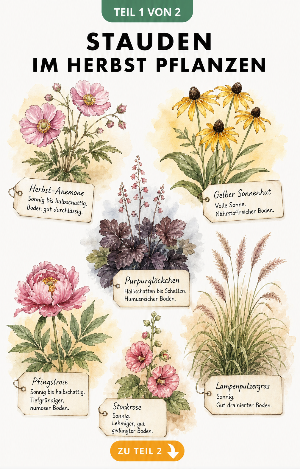Aquarell-Illustration von sechs Stauden wie Pfingstrose und Sonnenhut mit botanischen Etiketten zu Standort und Boden