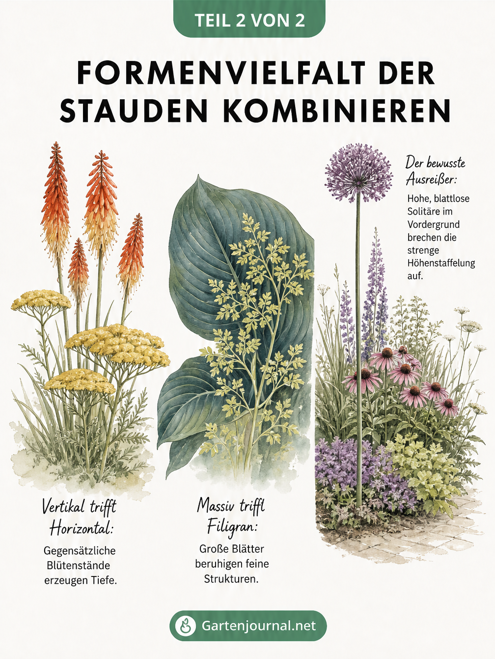Botanische Illustration von Stauden, die Kontraste durch Blütenformen, Blattstrukturen und bewusste Stilbrüche zeigt