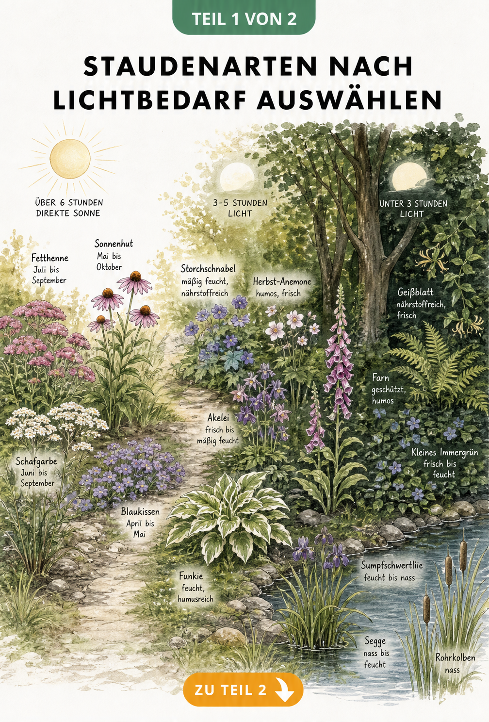 Illustration einer Gartenlandschaft mit Stauden in Sonne, Halbschatten und Schatten