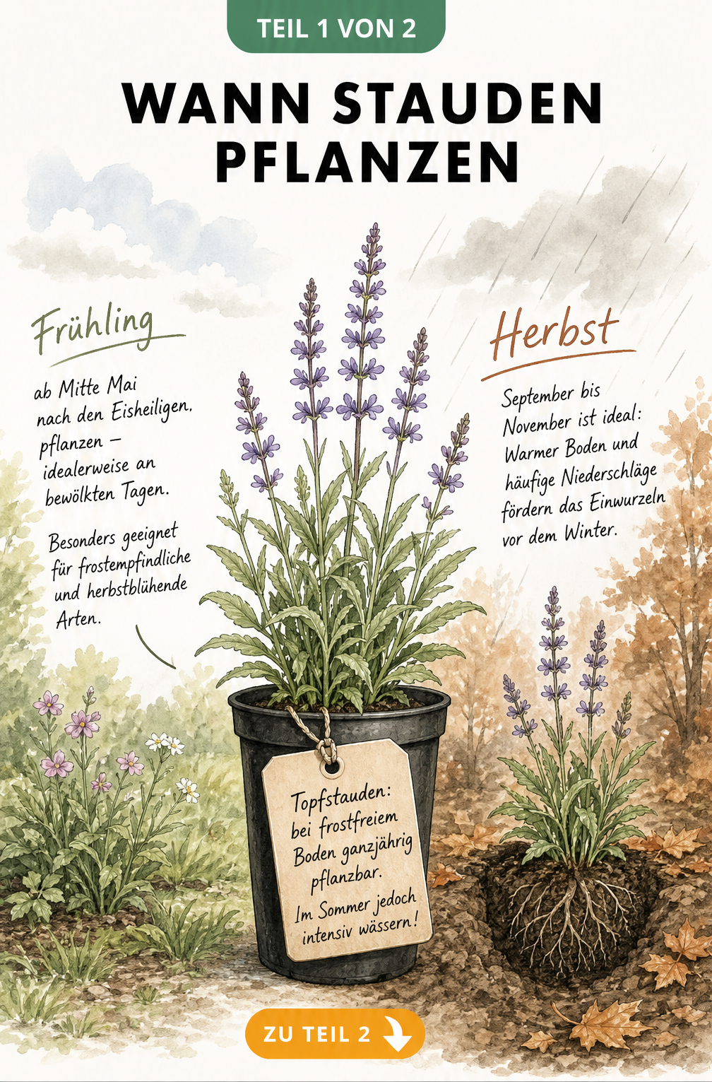 Illustration der Pflanzzeiten für Stauden im Frühling und Herbst mit Hinweisen zu Eisheiligen und Einwurzeln