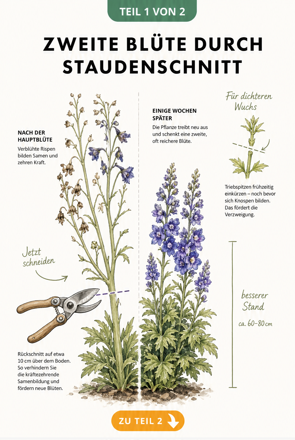 Illustration eines Rittersporns vor und nach dem Rückschnitt für eine zweite Blüte