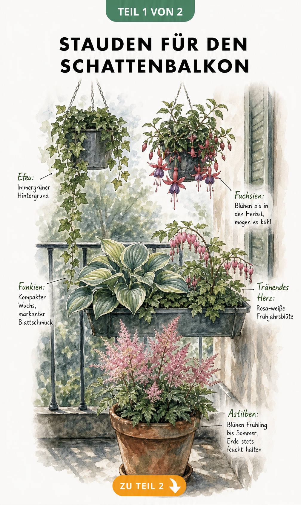 Botanische Illustration eines schattigen Balkons mit Efeu, Fuchsien, Funkien, Tränendem Herz und Astilben.