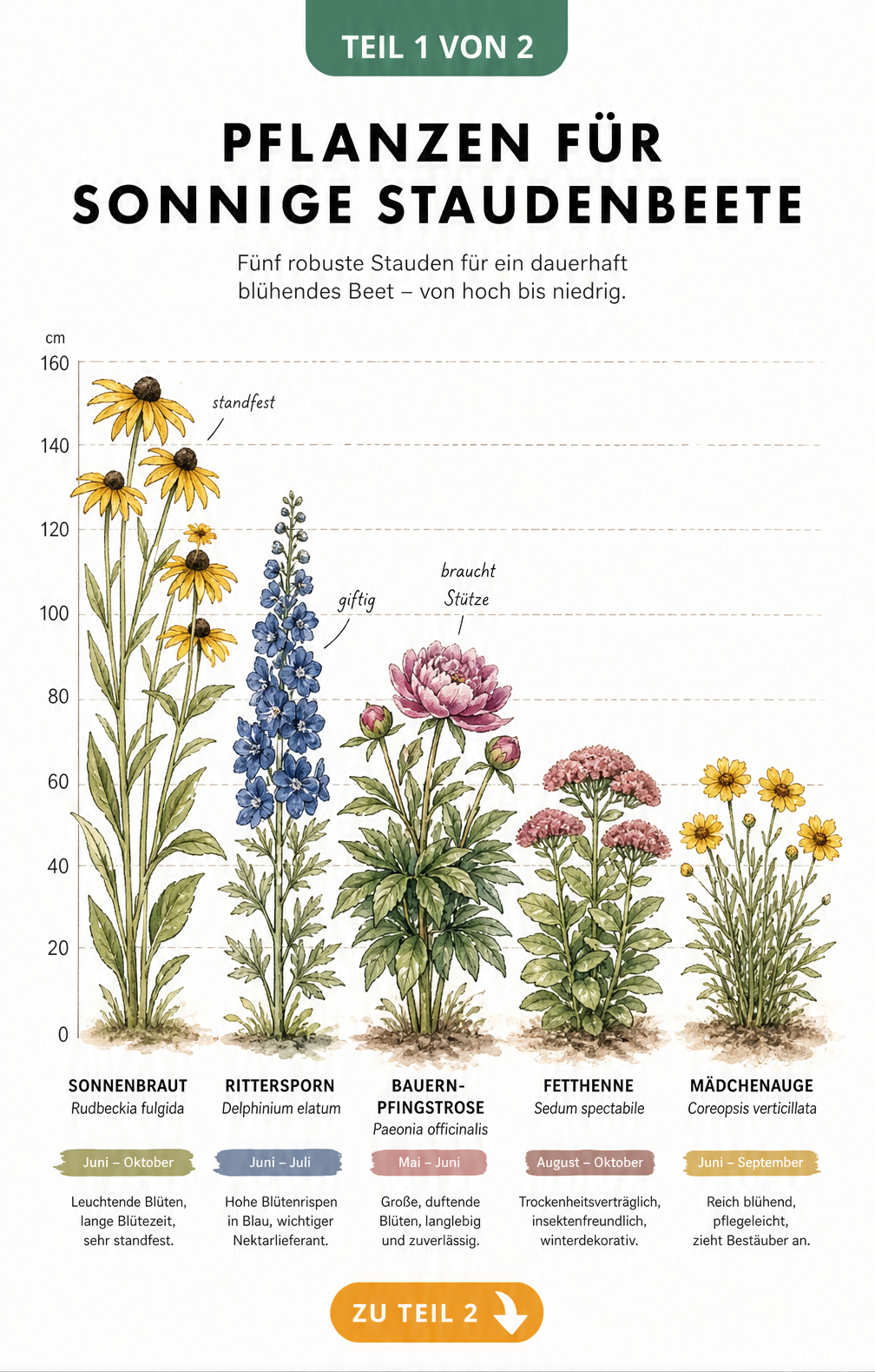 Botanische Illustration von fünf Stauden für sonnige Beete mit Wuchshöhen und Blütezeiten