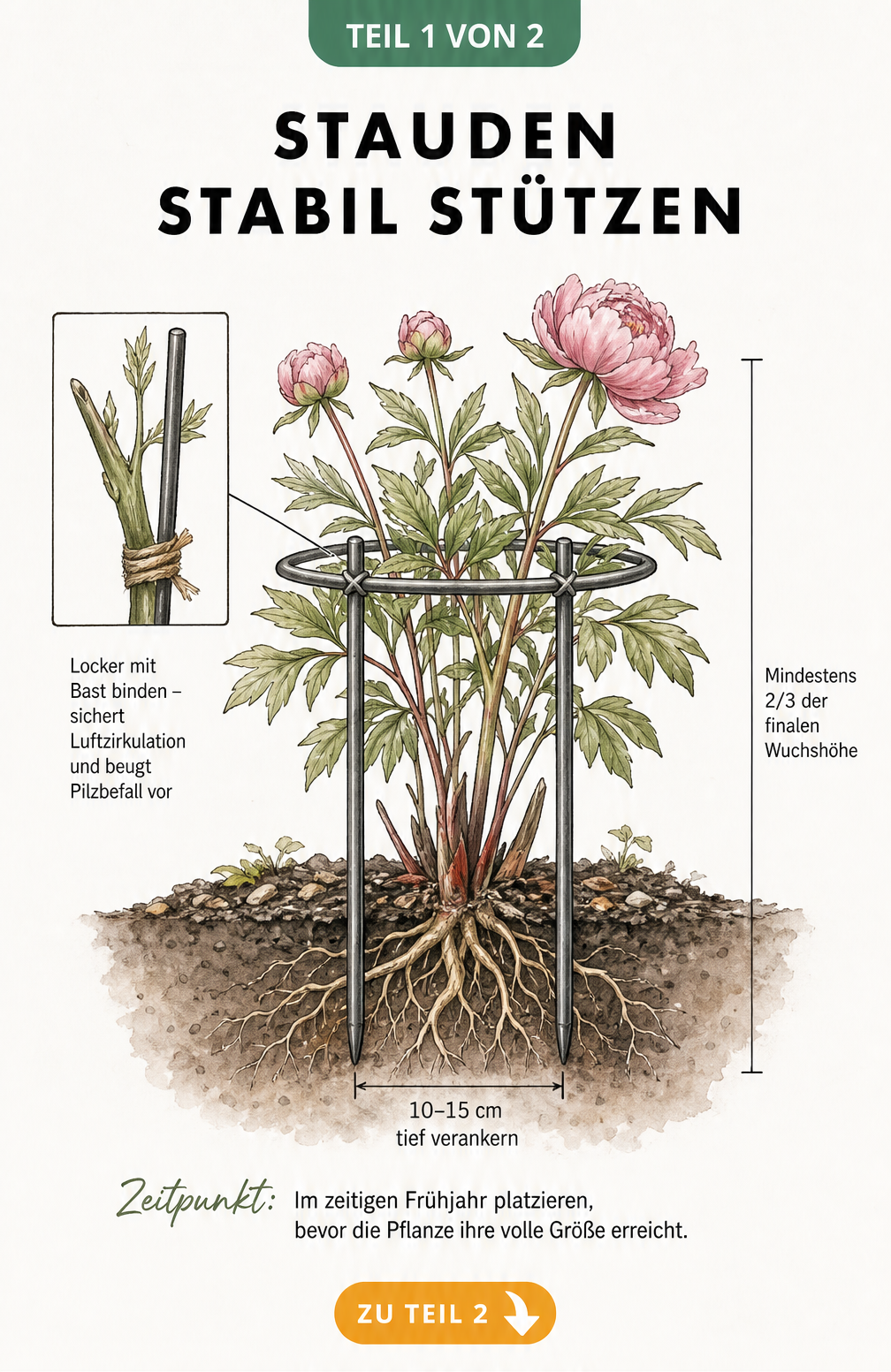 Botanische Illustration einer Pfingstrose im Beet mit einer Ringstütze aus Metall, die 10 bis 15 cm tief verankert ist.