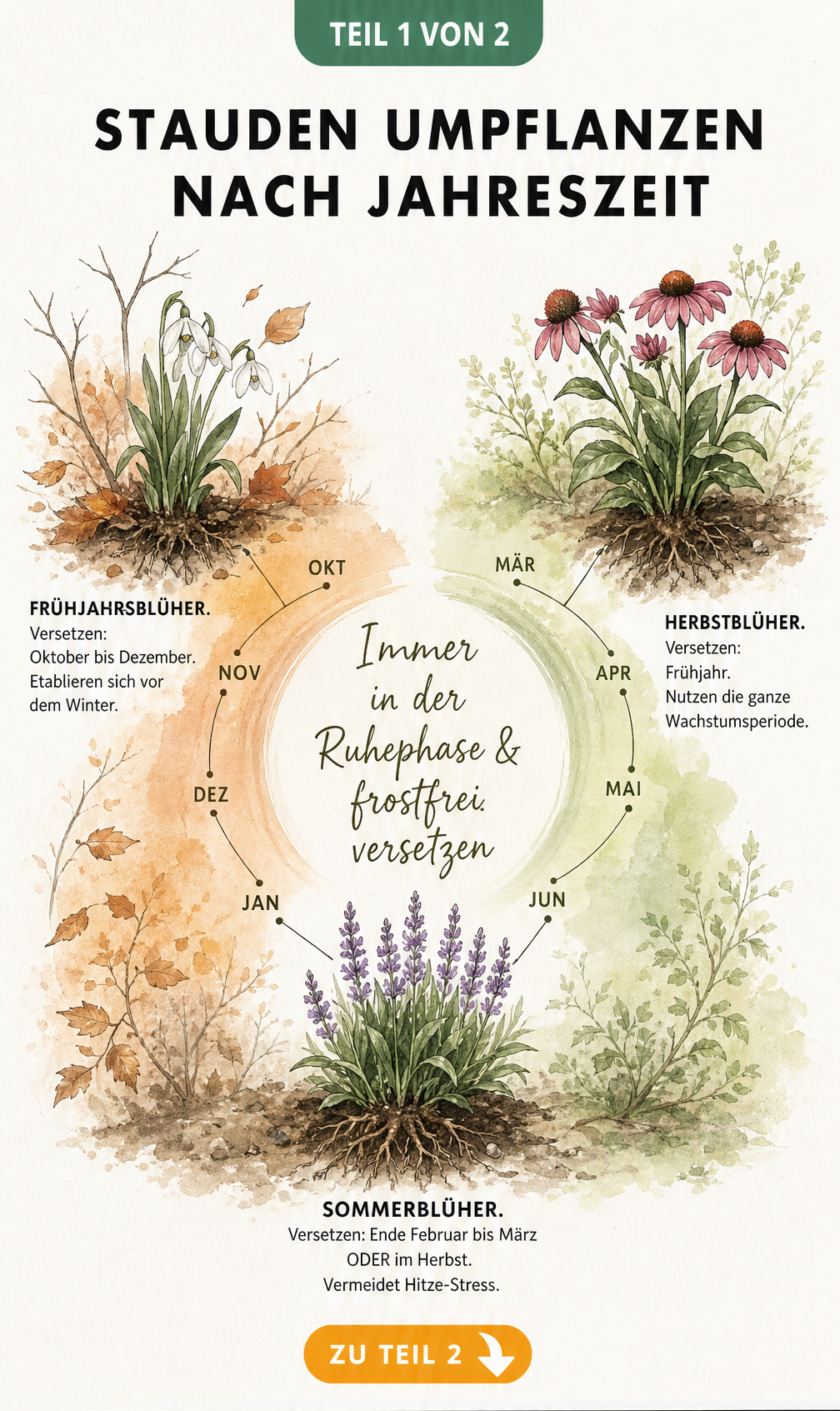 Jahreskreis-Illustration, die zeigt, wann Frühjahrs-, Sommer- und Herbstblüher umgepflanzt werden sollten.