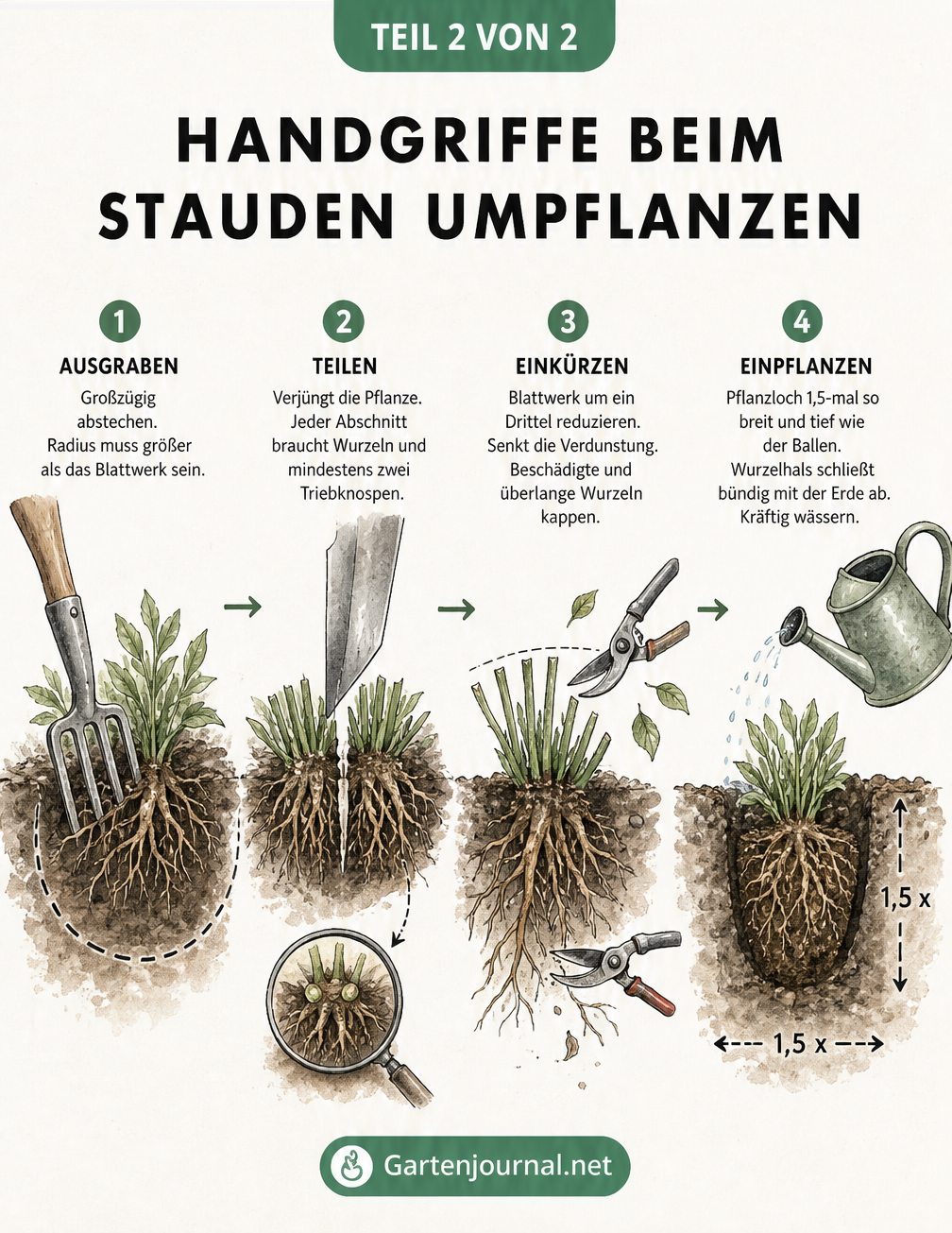 Schnittbild-Illustration der vier Schritte beim Stauden umpflanzen: Ausgraben, Teilen, Einkürzen und Einpflanzen.