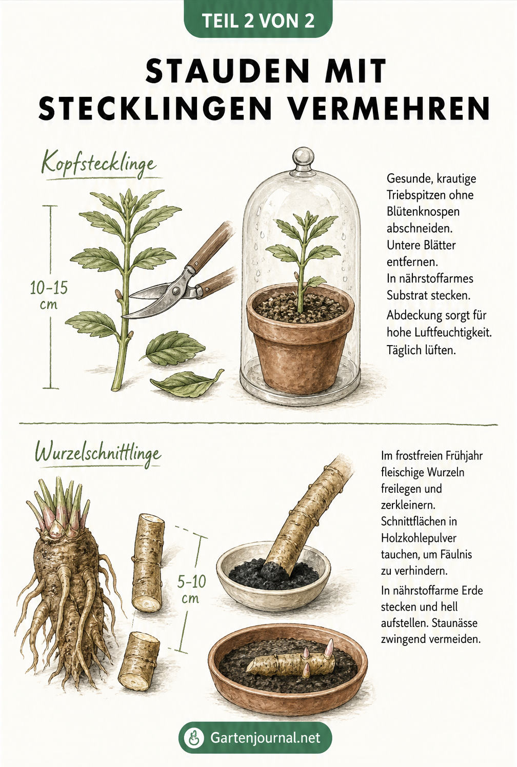 Illustration zur Vermehrung von Stauden mit Stecklingen: Kopfstecklinge und Wurzelschnittlinge im Vergleich.