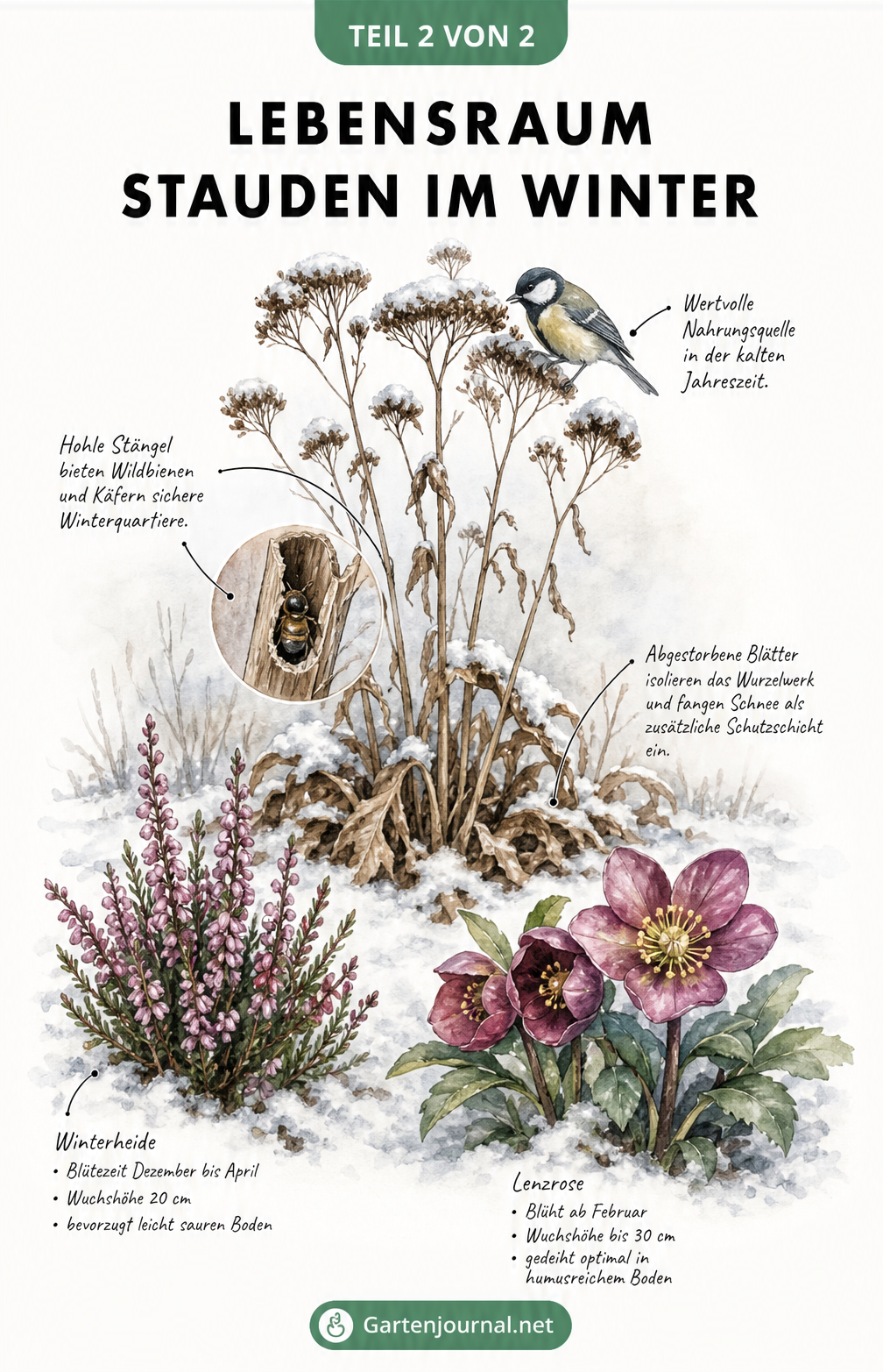 Illustration einer winterlichen Gartenszene: Eine vertrocknete Staude bietet Vögeln und Insekten Nahrung und Unterschlupf, während am Boden Winterheide und...