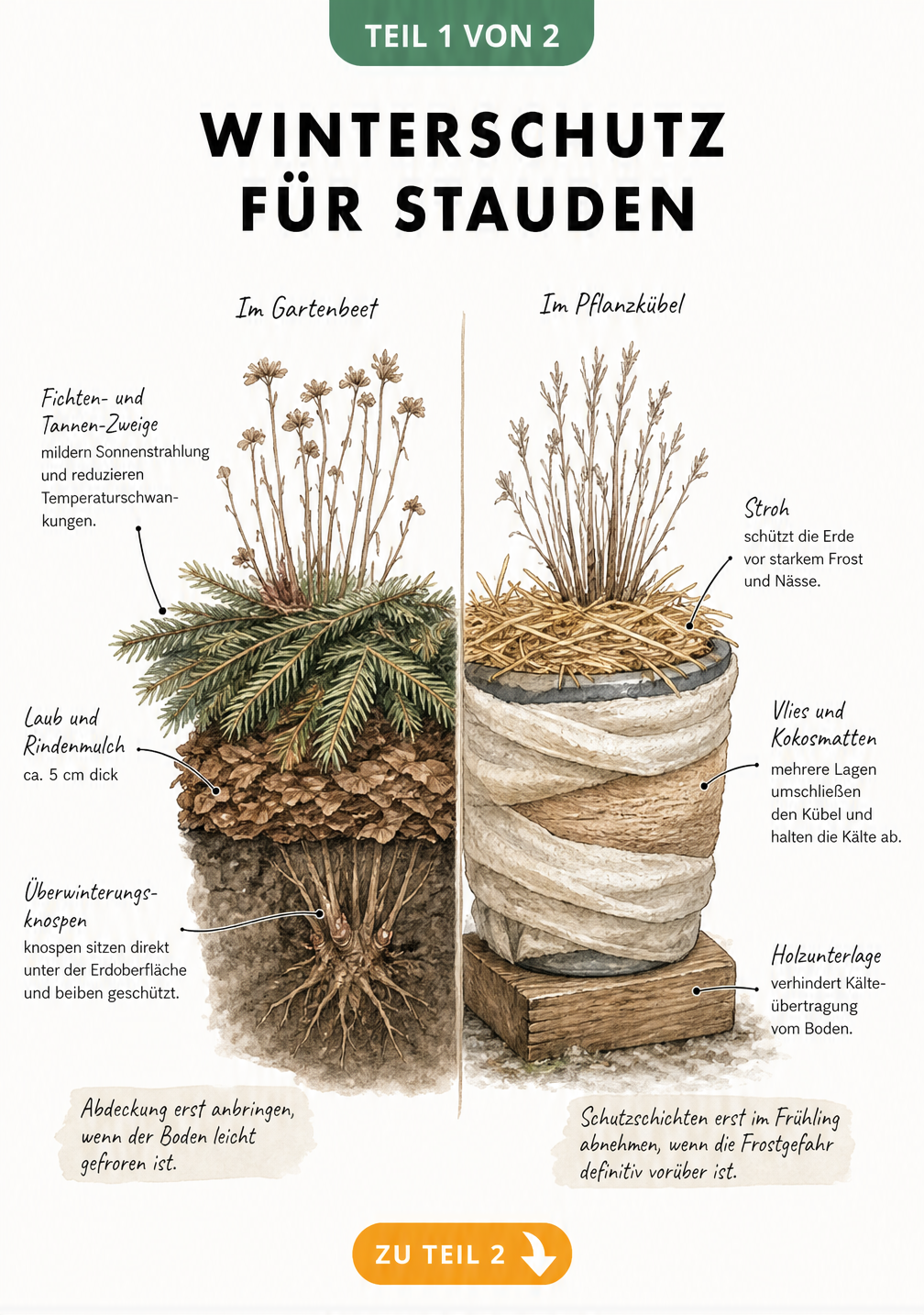 Querschnitt-Illustration von Stauden im Winter: Links im Gartenbeet mit Laub, Rindenmulch und Reisig abgedeckt, rechts im Pflanzkübel mit Vlies, Kokosmatten...