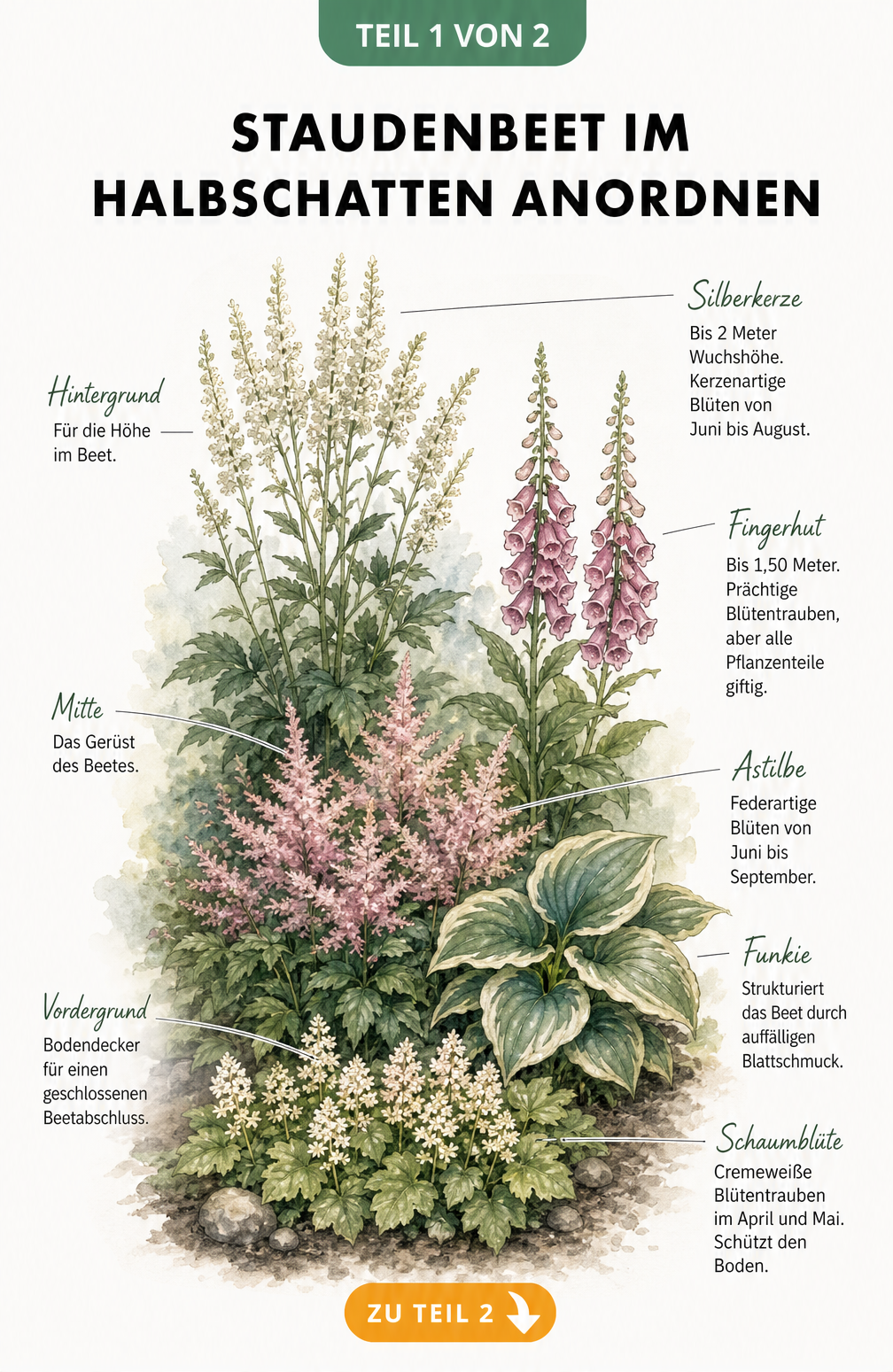 Botanische Illustration eines Staudenbeets im Halbschatten mit Höhenstaffelung von Schaumblüte, Funkie, Astilbe, Fingerhut und Silberkerze