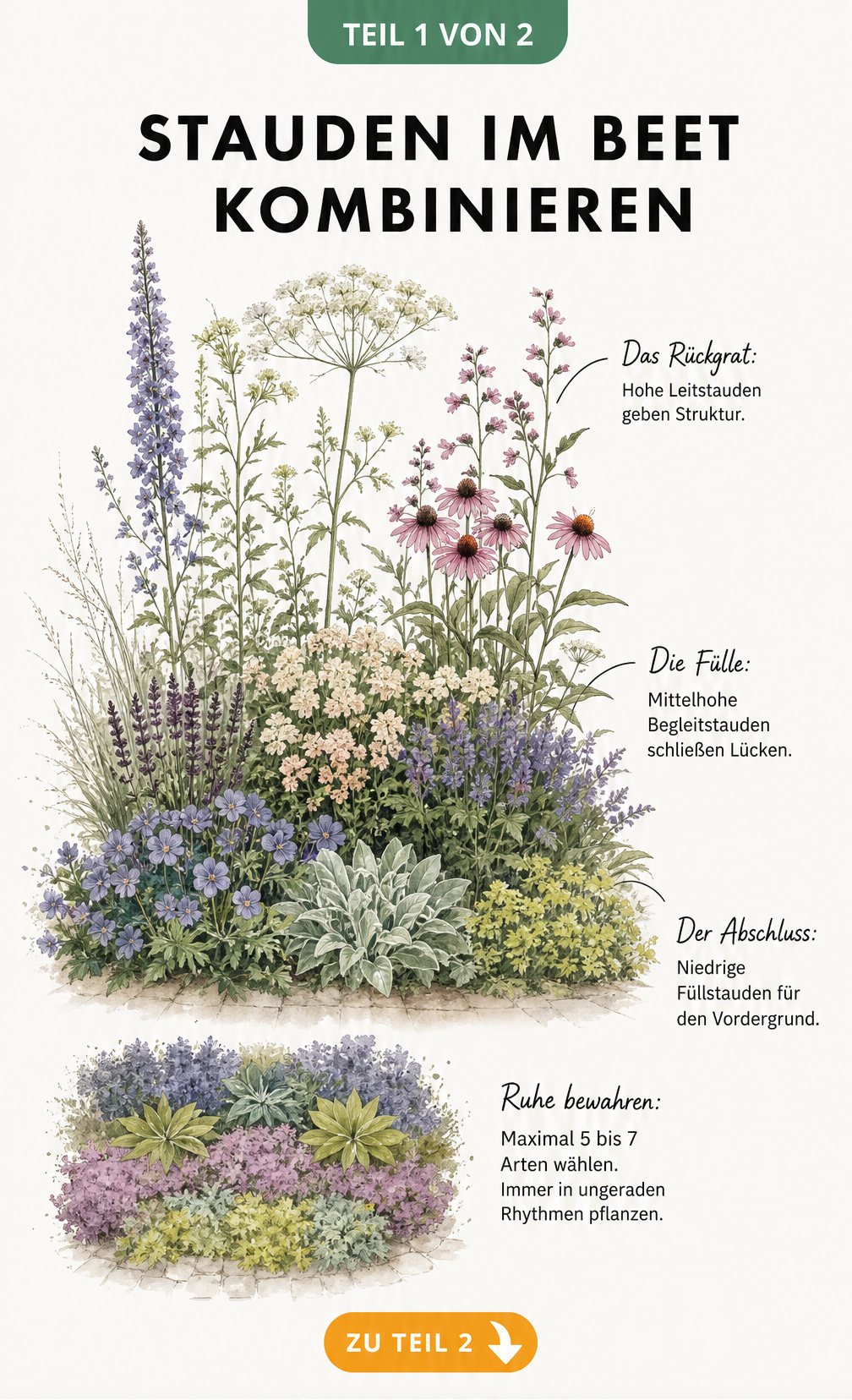 Aquarell-Zeichnung eines Staudenbeets mit Leitstauden, Begleitstauden und Füllstauden in drei Tiefenebenen