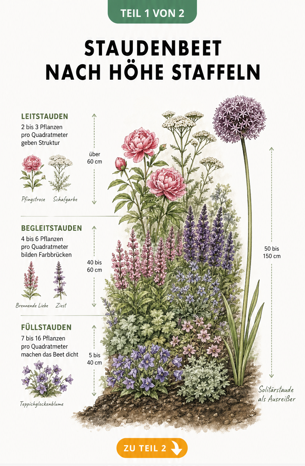 Illustration eines Staudenbeets im Querschnitt mit Höhenstaffelung von Füllstauden, Begleitstauden und Leitstauden
