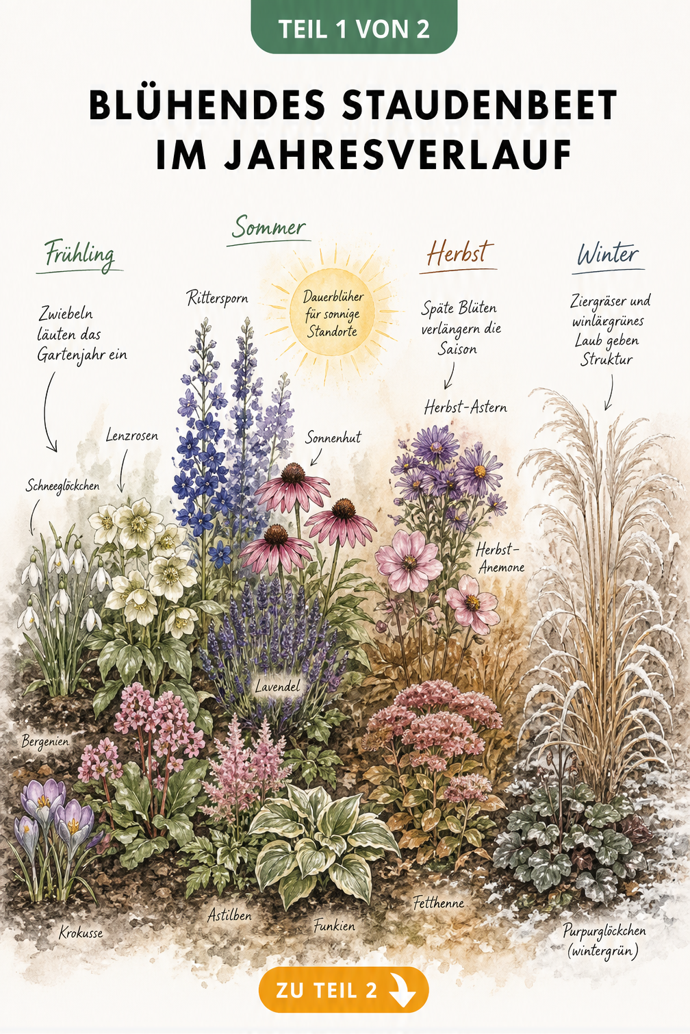 Handgezeichnete Illustration eines Staudenbeets im Jahresverlauf von Frühling bis Winter mit Schneeglöckchen, Rittersporn, Astern und Chinaschilf