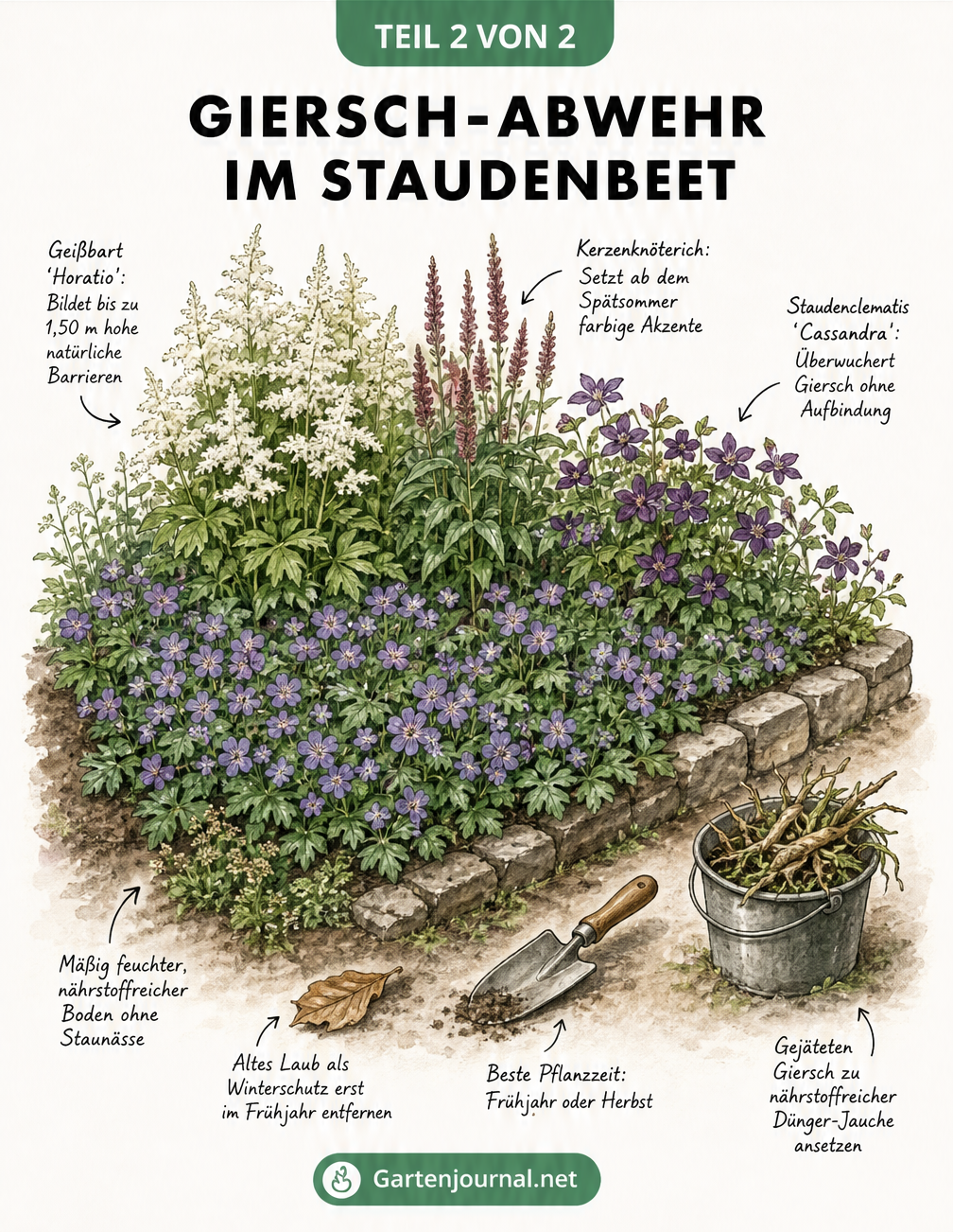 Isometrische Zeichnung eines Staudenbeets mit Storchschnabel und Partnerpflanzen wie Geißbart und Kerzenknöterich als Barriere gegen Giersch.
