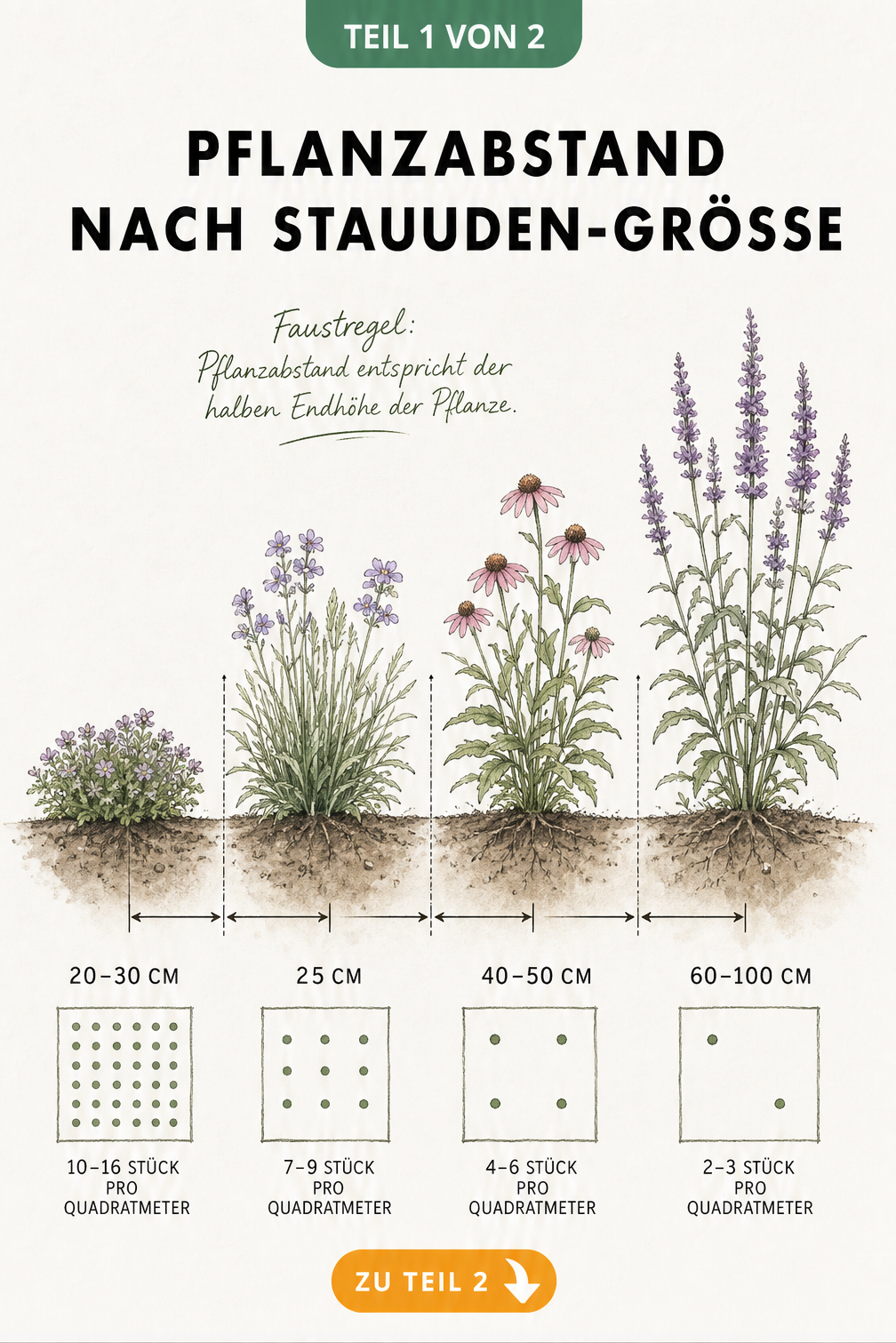 Querschnitt eines Staudenbeets mit vier unterschiedlich großen Stauden und Maßlinien für den Pflanzabstand