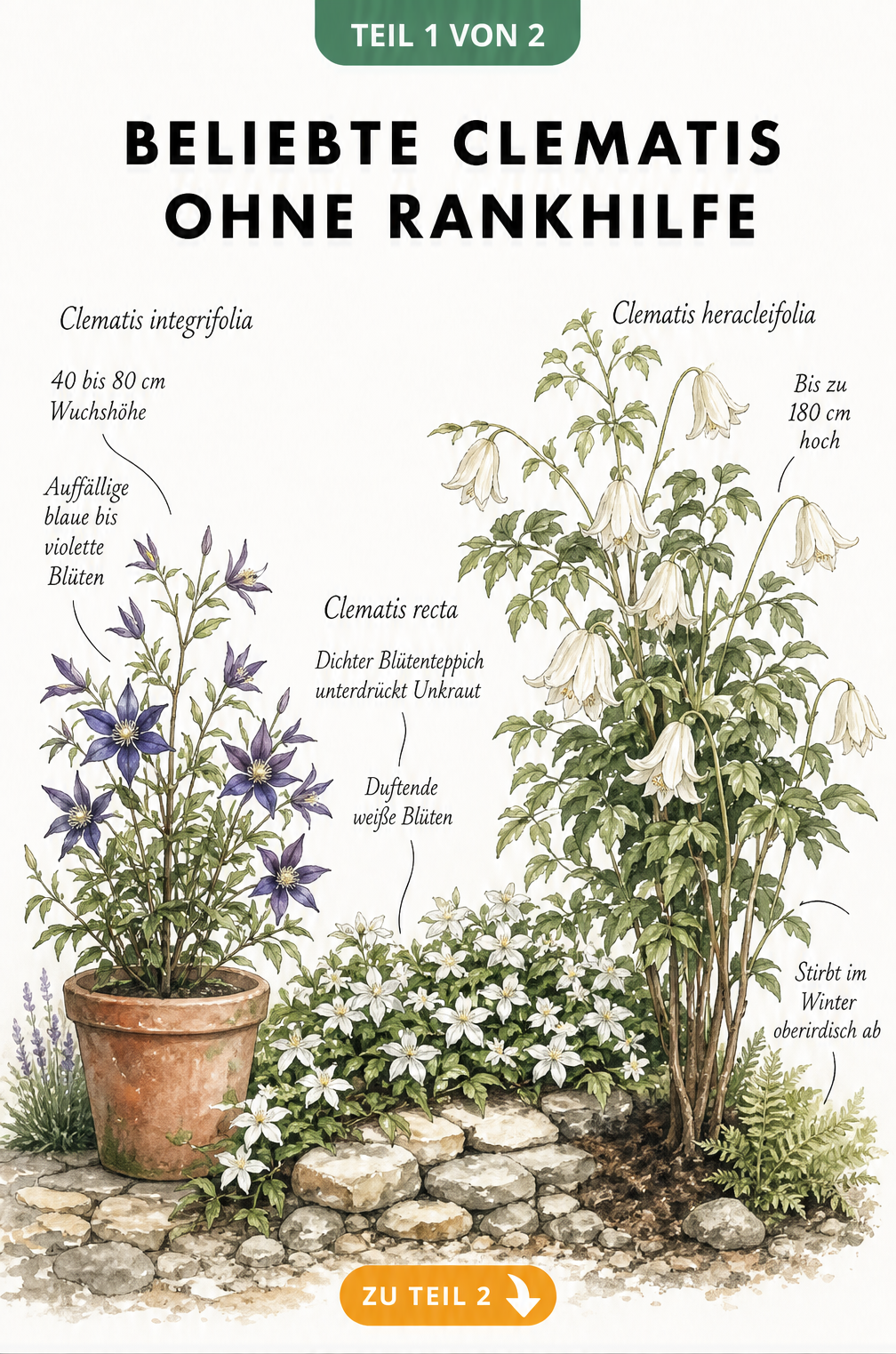 Illustration von drei Staudenclematis-Arten ohne Rankhilfe: Clematis integrifolia im Kübel, Clematis recta als Bodendecker und die buschige Clematis...