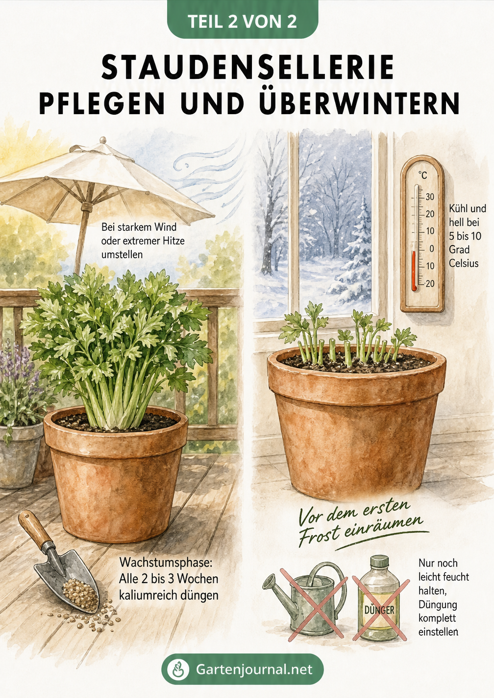 Zweigeteilte Ansicht: Staudensellerie im Sommer auf dem Balkon und im Winter im kühlen Innenraum.