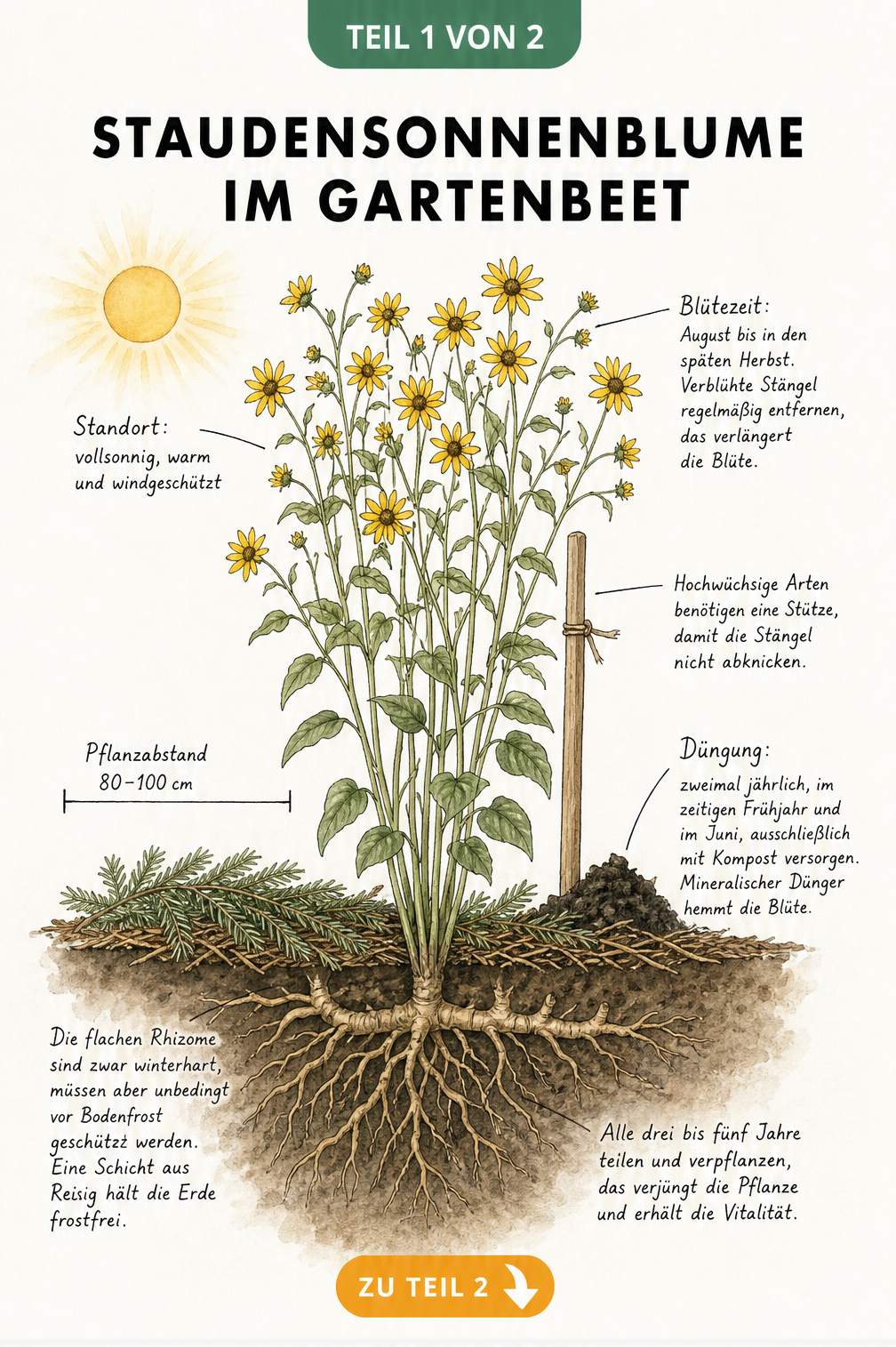 Botanische Querschnitt-Illustration einer Staudensonnenblume im Beet mit Wurzeln, Blüten und Pflegehinweisen