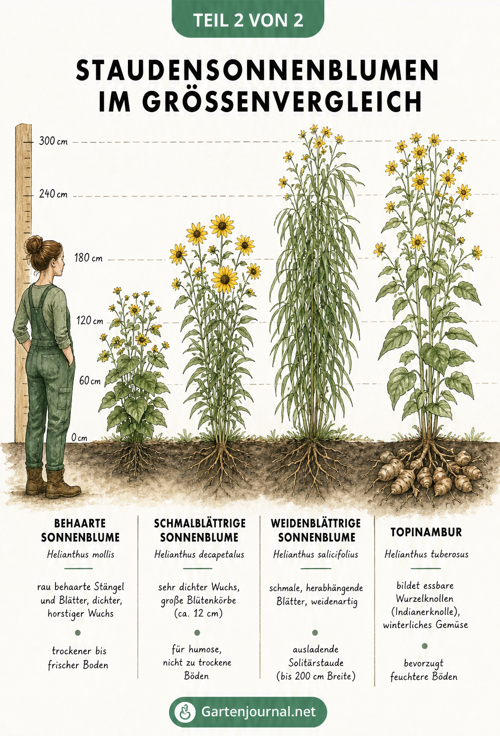 Größenvergleich von vier Staudensonnenblumen-Arten neben einer Gärtnerin