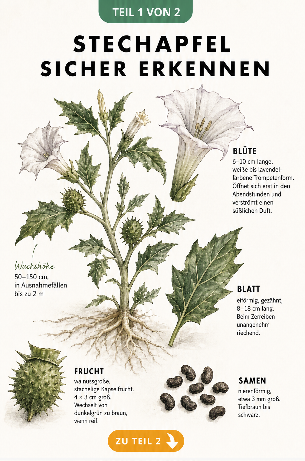 Botanische Illustration des Stechapfels mit Details zu Blüte, Blatt, Frucht und Samen