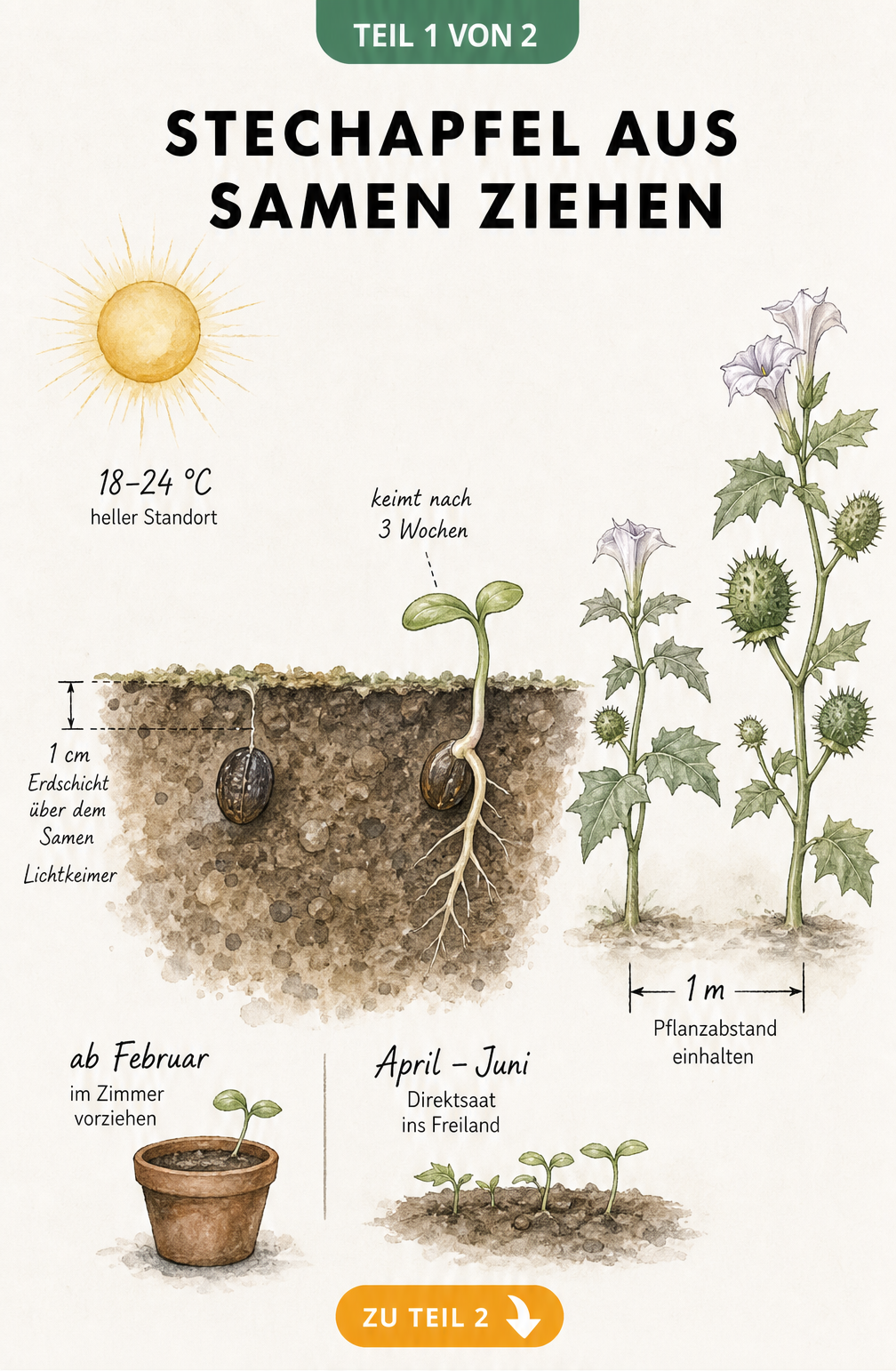 Botanische Illustration zur Vermehrung von Stechapfel durch Samen mit Angaben zu Temperatur, Keimdauer und Pflanzabstand
