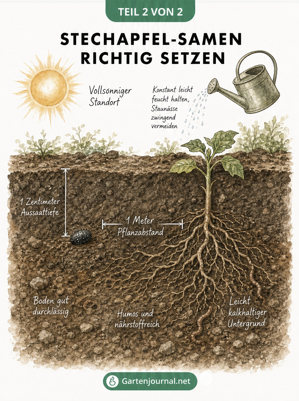 Querschnitt eines Gartenbeets mit Stechapfelsamen, Keimling und Angaben zu Aussaattiefe und Pflanzabstand