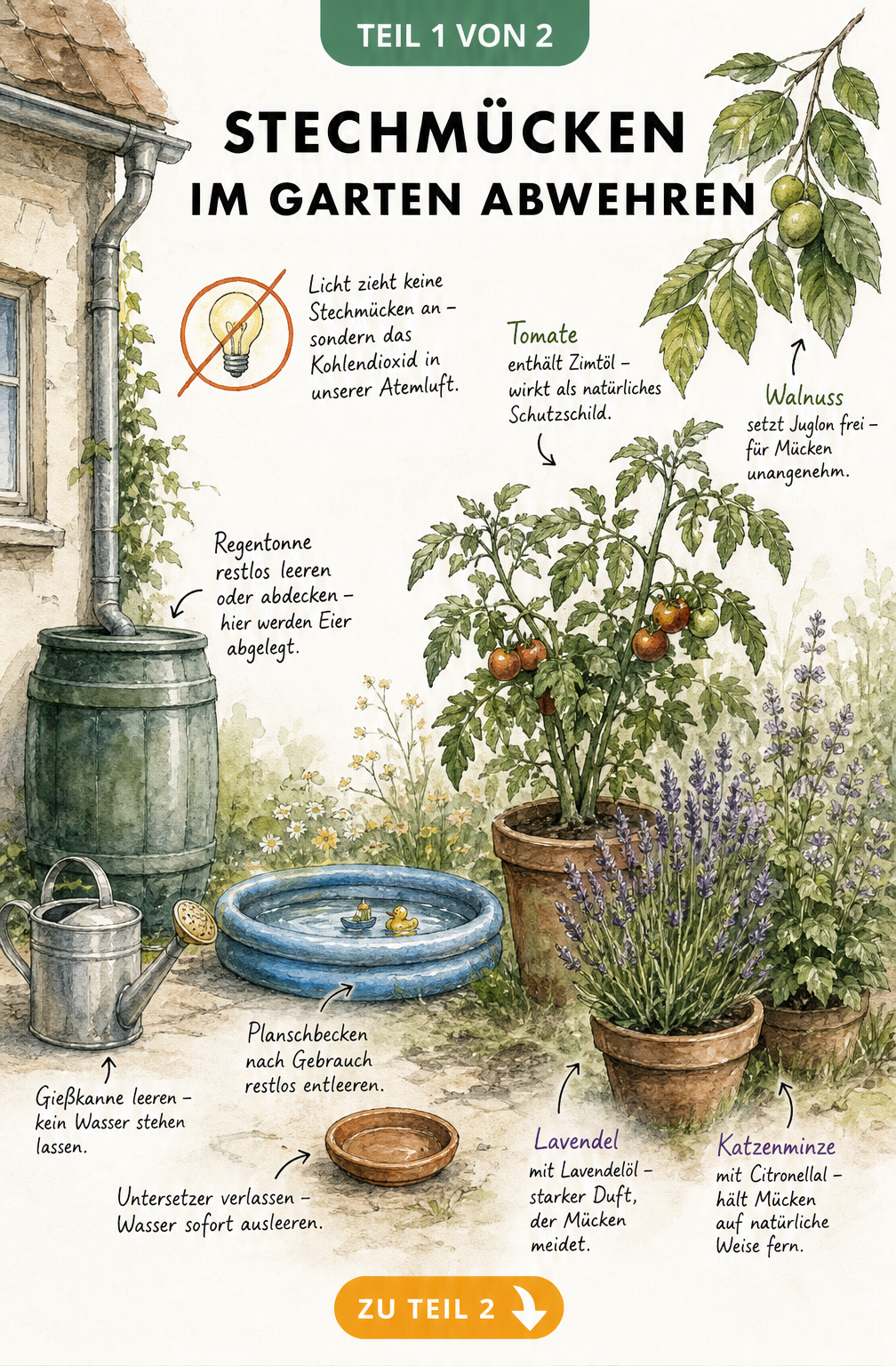Aquarell-Zeichnung eines Gartens mit Regentonne, Gießkanne und Abwehrpflanzen wie Tomate, Lavendel und Katzenminze gegen Stechmücken