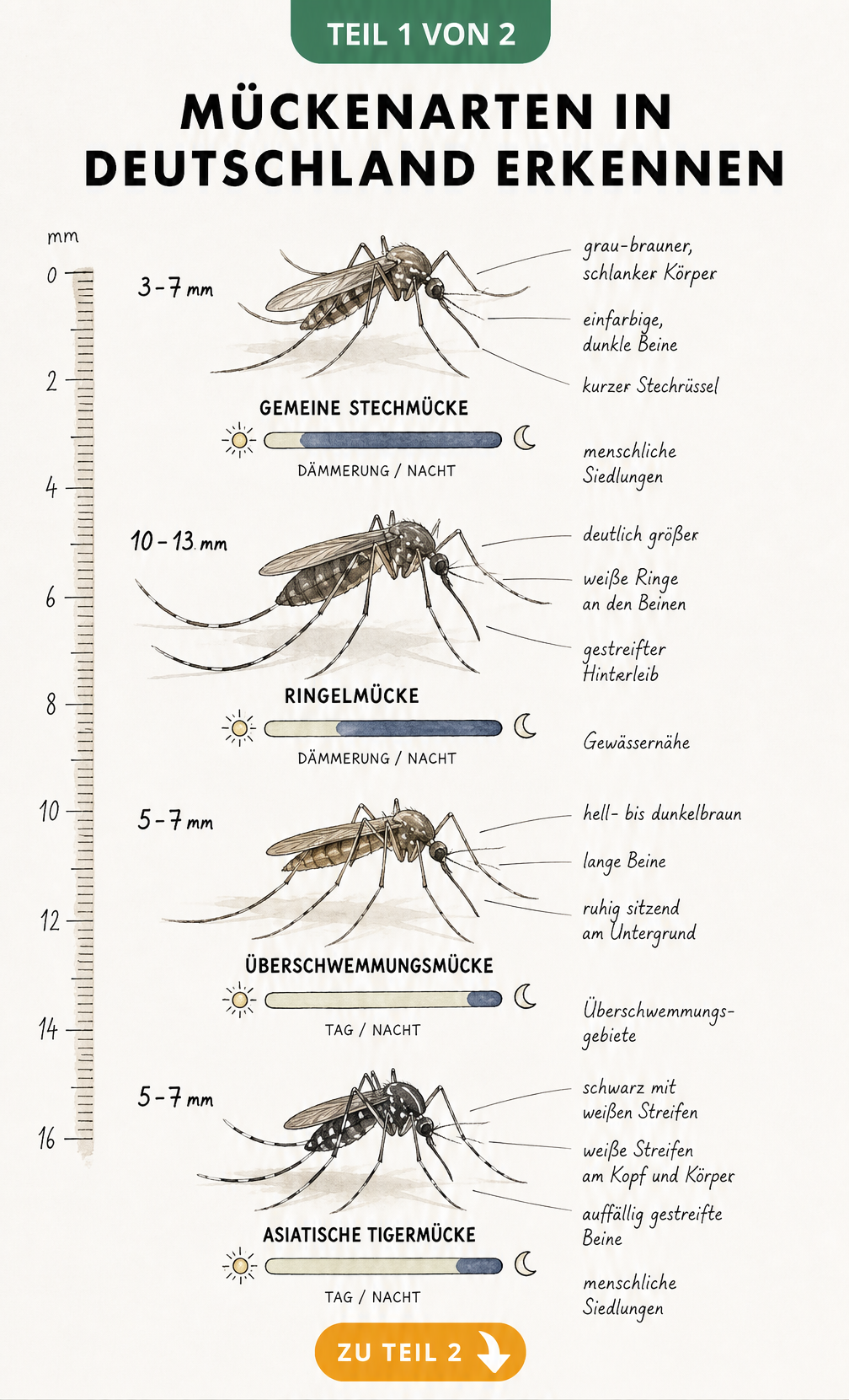Illustration von vier Stechmückenarten im Größenvergleich: Gemeine Stechmücke, Ringelmücke, Überschwemmungsmücke und Asiatische Tigermücke mit Merkmalen und...