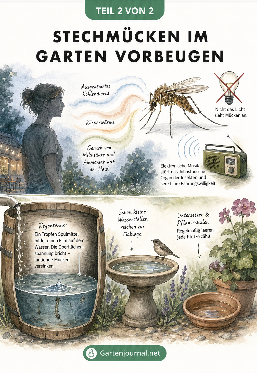 Querschnitt eines Gartens mit Regentonne und Vogeltränke als Mücken-Brutstätten
