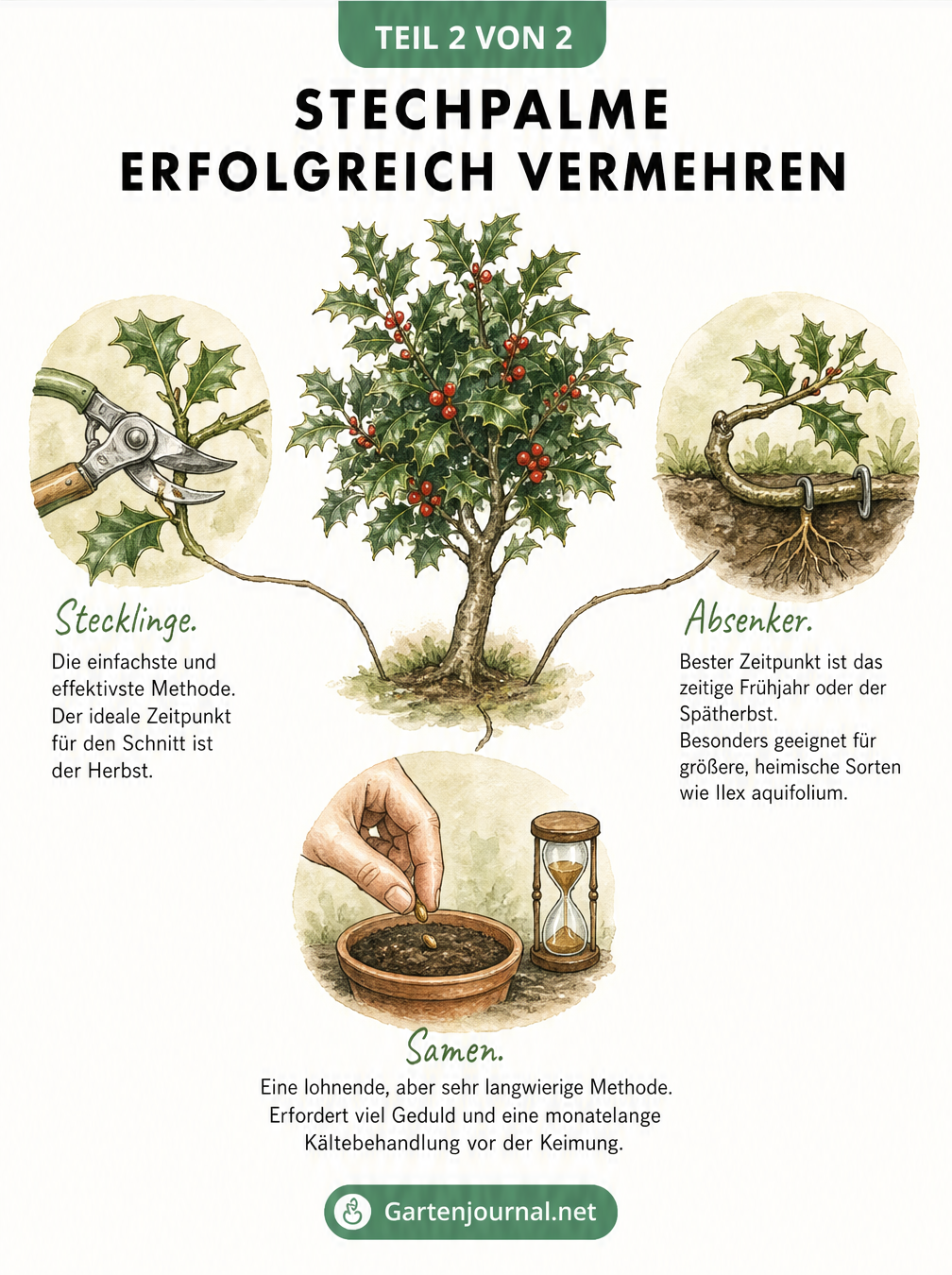 Aquarell-Illustration des Prozesses, eine Stechpalme aus Samen zu ziehen, von der Beere bis zum Sämling
