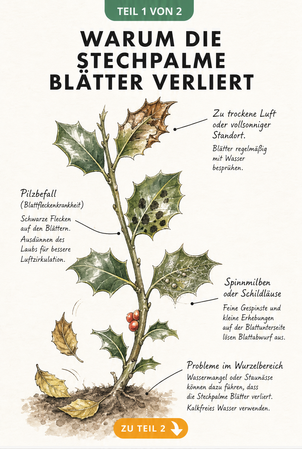 Botanische Illustration eines Stechpalmenzweigs mit Schadbildern wie braunen Rändern, schwarzen Flecken und gelben Blättern