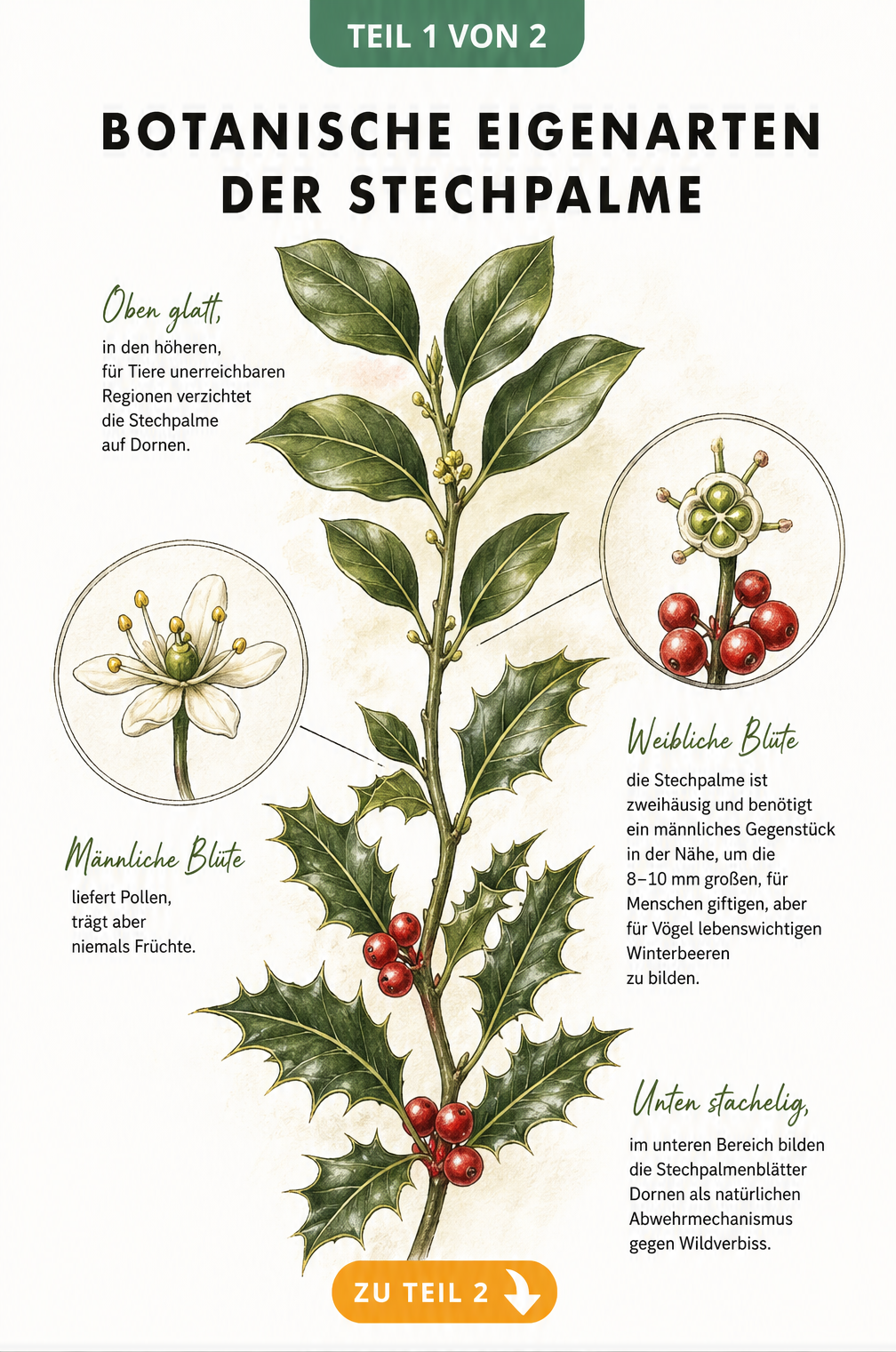 Botanische Illustration eines Stechpalmenzweigs mit dornigen und glatten Blättern sowie männlichen und weiblichen Blüten