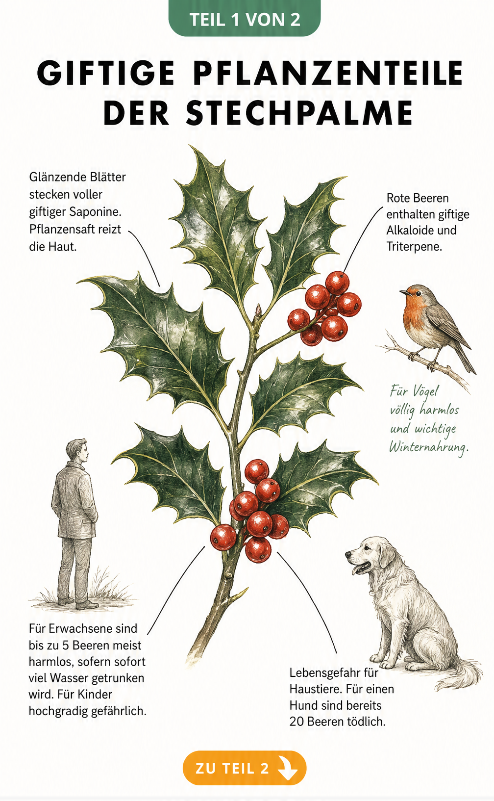 Botanische Illustration eines Stechpalmenzweigs mit roten Beeren und Erklärungen zu giftigen Pflanzenteilen für Menschen und Tiere.