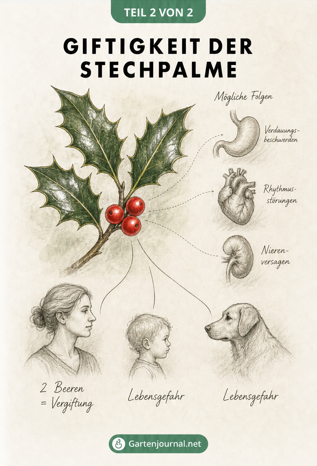 Illustration der Giftigkeit von Stechpalmenbeeren für Erwachsene, Kinder und Hunde