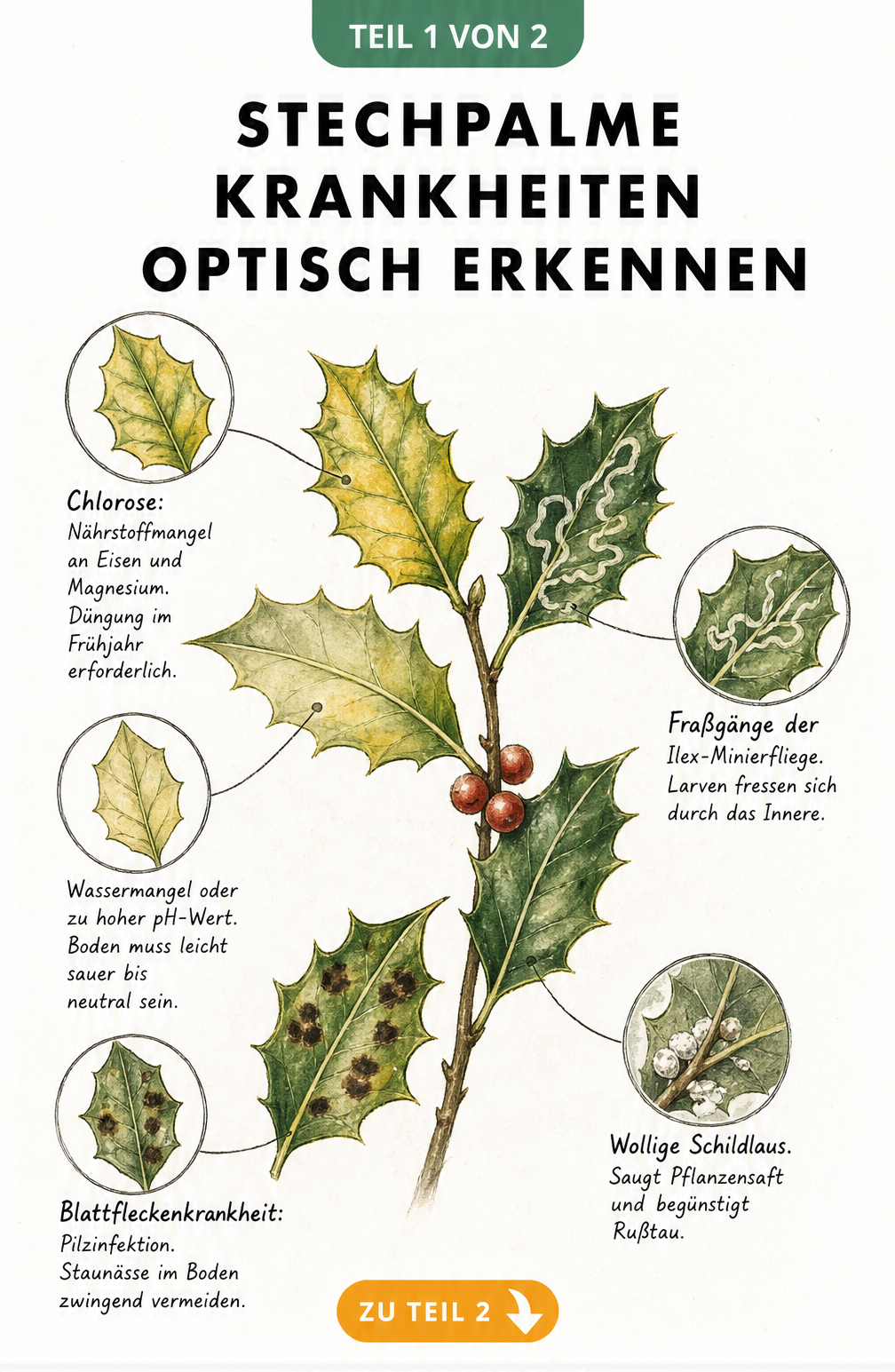 Illustration von Stechpalmenblättern mit verschiedenen Krankheitssymptomen wie Chlorose, Blattflecken und Fraßgängen