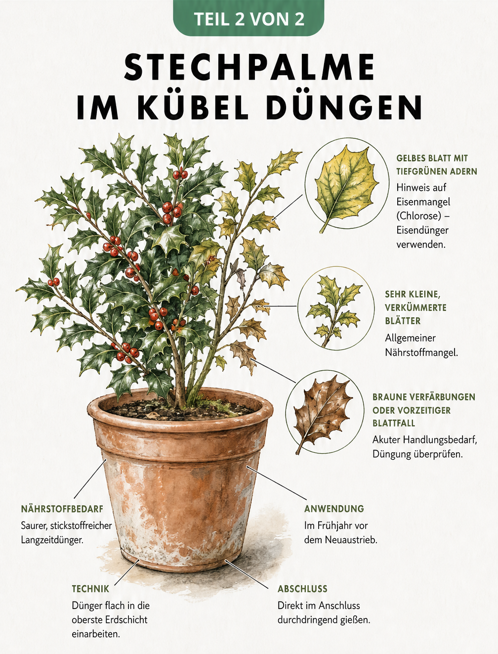 Illustration einer Stechpalme im Terrakotta-Kübel mit Hinweisen zur Düngung und Erkennung von Nährstoffmangel