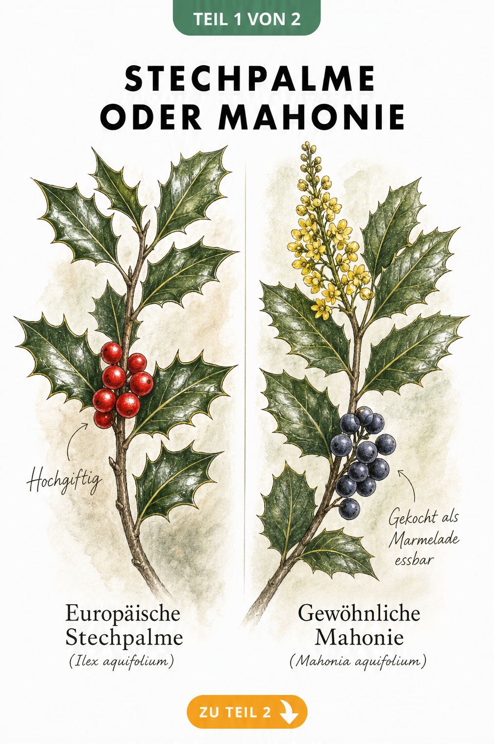 Botanische Gegenüberstellung von Stechpalme und Mahonie mit Fokus auf Blätter, Blüten und Beeren