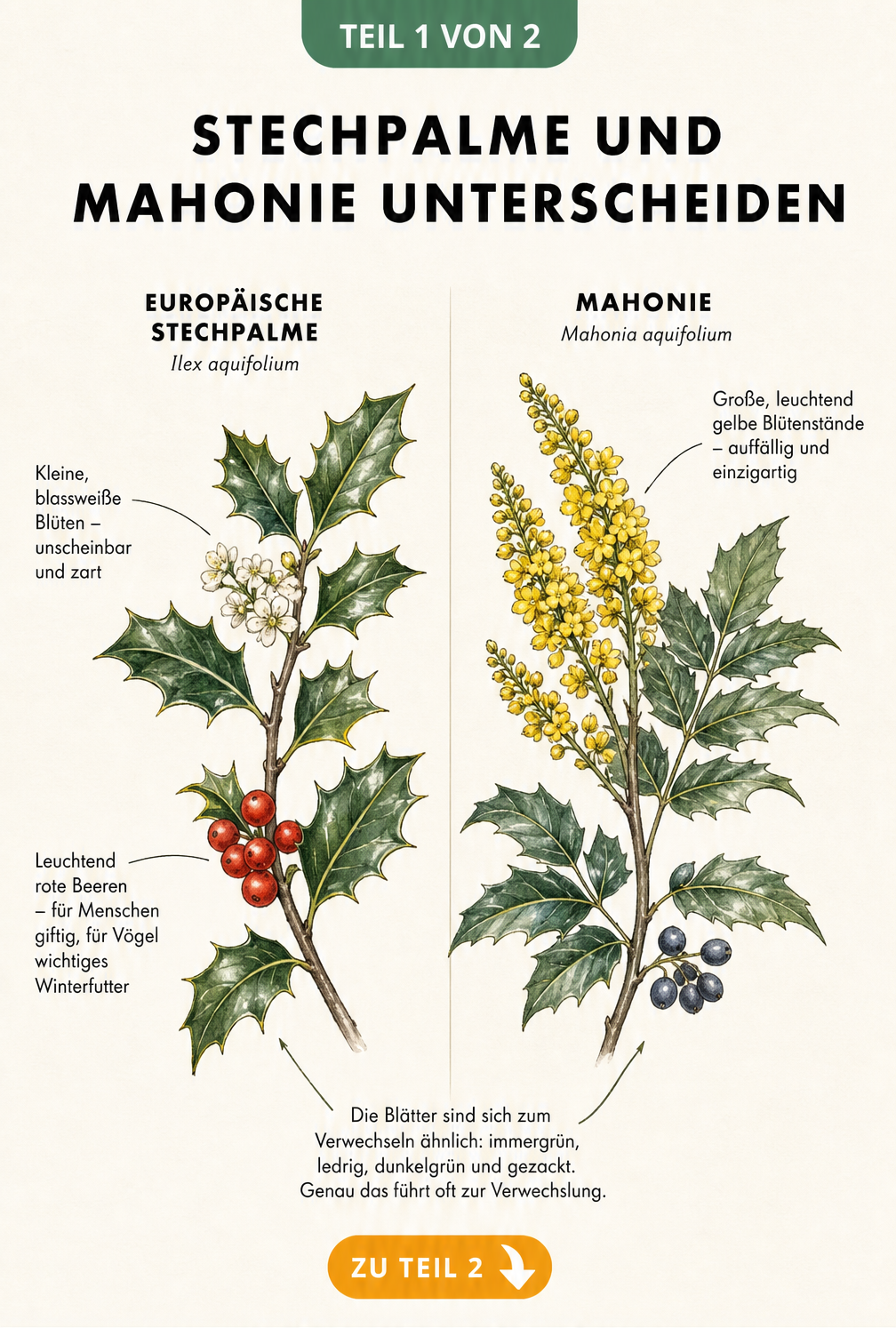 Botanische Gegenüberstellung von Stechpalme und Mahonie mit Fokus auf Blüten und Früchte