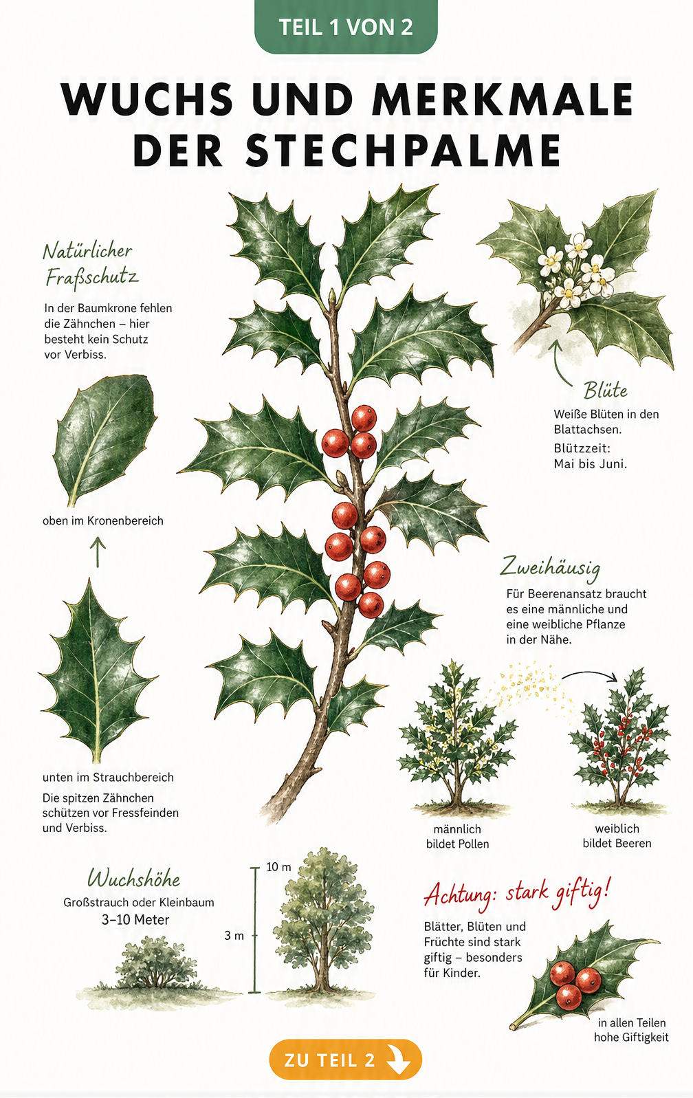 Botanische Illustration der Stechpalme mit Blättern, roten Beeren und Blüten sowie Hinweisen zu Wuchshöhe und Giftigkeit