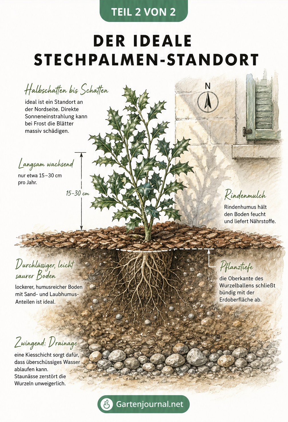 Querschnitt eines Gartenbeets mit einer Stechpalme an einer Hauswand, Mulchschicht und Wurzelwerk mit Drainage