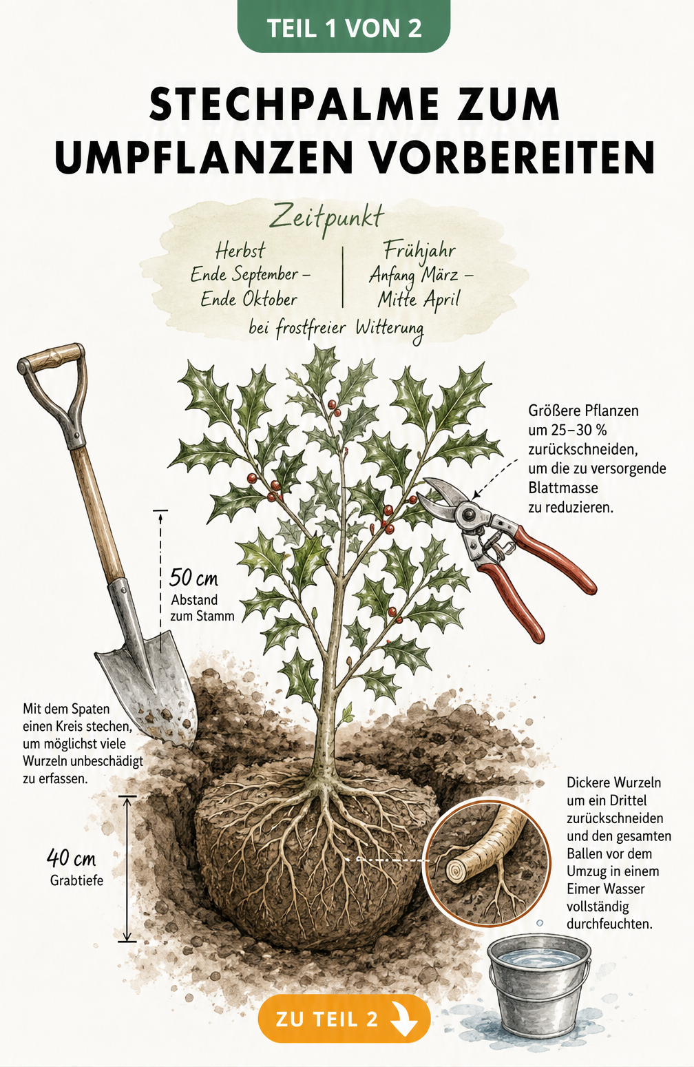 Illustration einer Stechpalme im Gartenboden mit Maßangaben zum Ausgraben und Rückschnitt