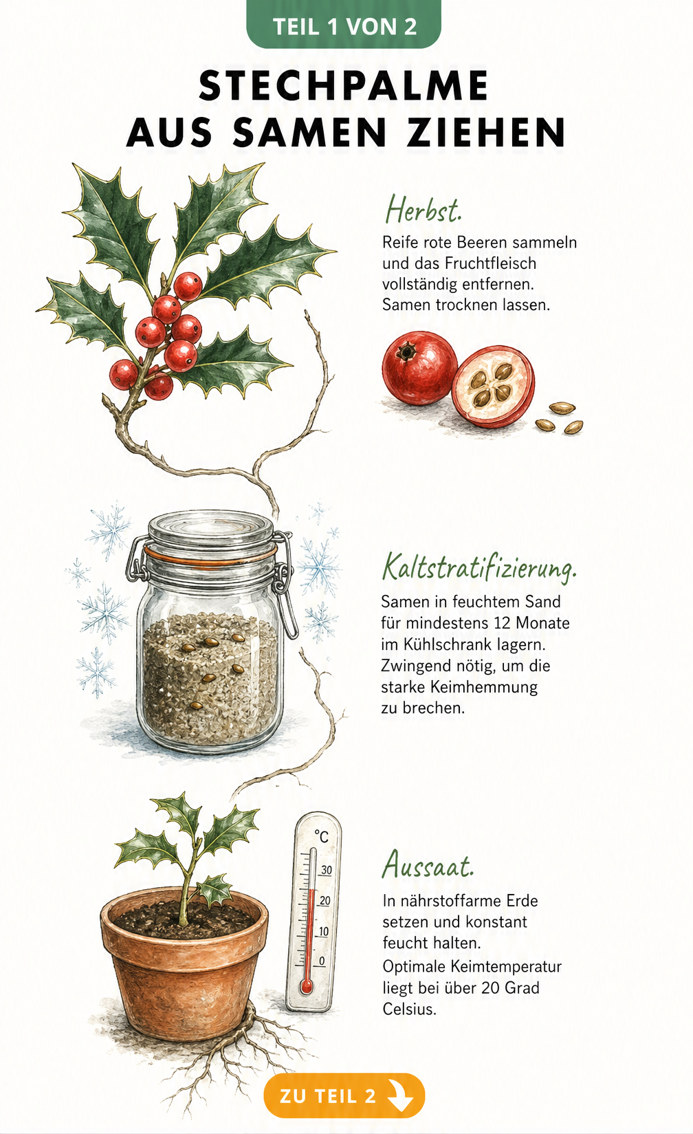 Illustration der drei Methoden zur Vermehrung der Stechpalme: Stecklinge, Absenker und Samen