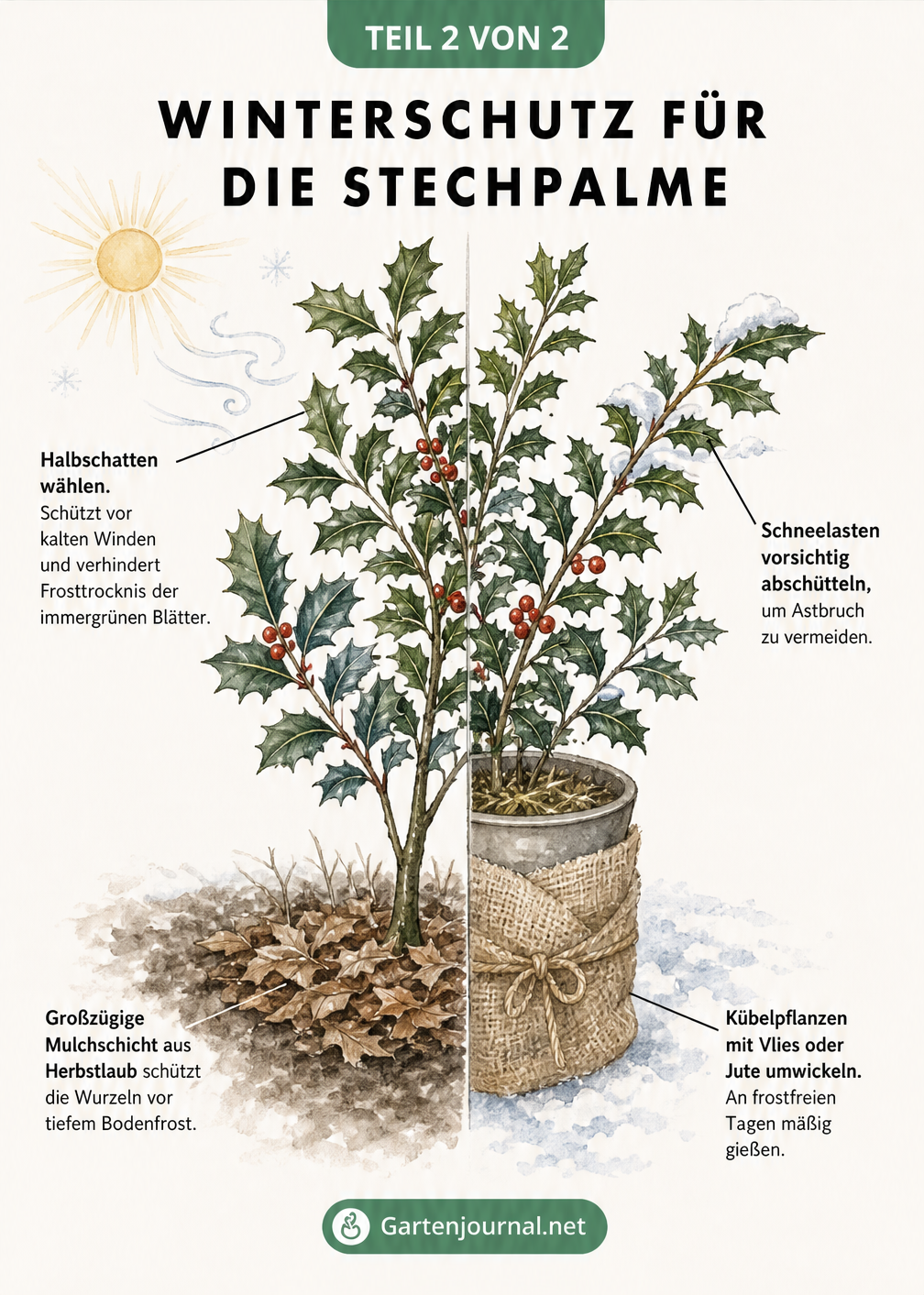 Illustration zum Winterschutz für Stechpalmen im Beet und im Kübel