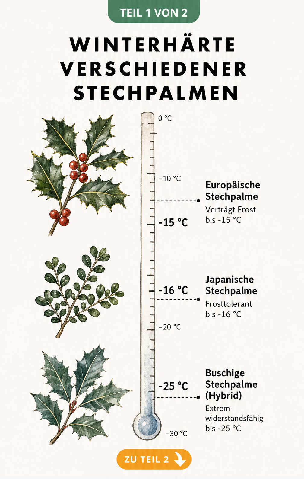 Illustration der Winterhärte verschiedener Stechpalmen-Arten mit Temperaturangaben