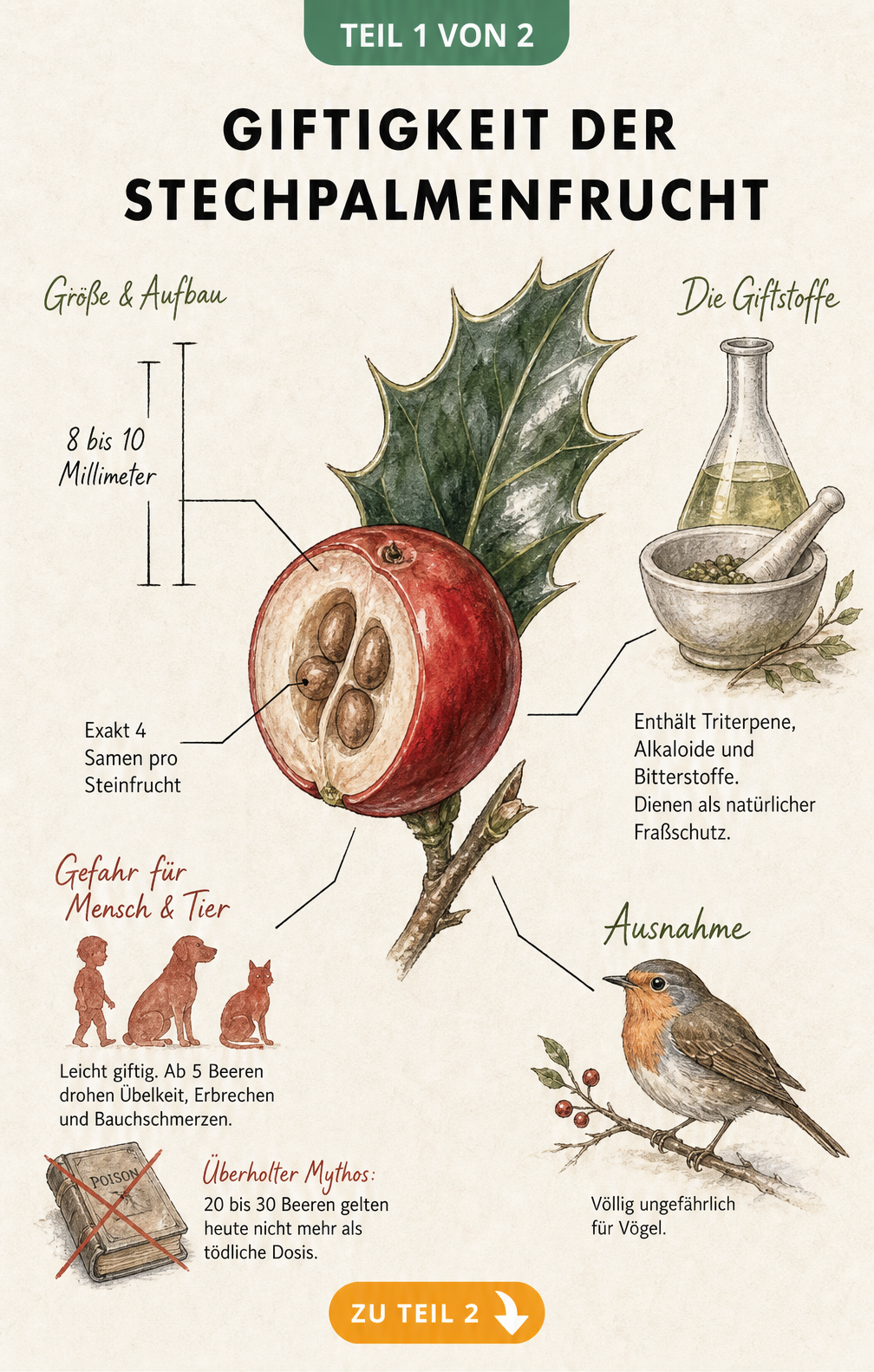 Botanische Illustration einer aufgeschnittenen Stechpalmenfrucht mit Kernen, Warnhinweisen zur Giftigkeit für Mensch und Tier sowie einem Rotkehlchen.