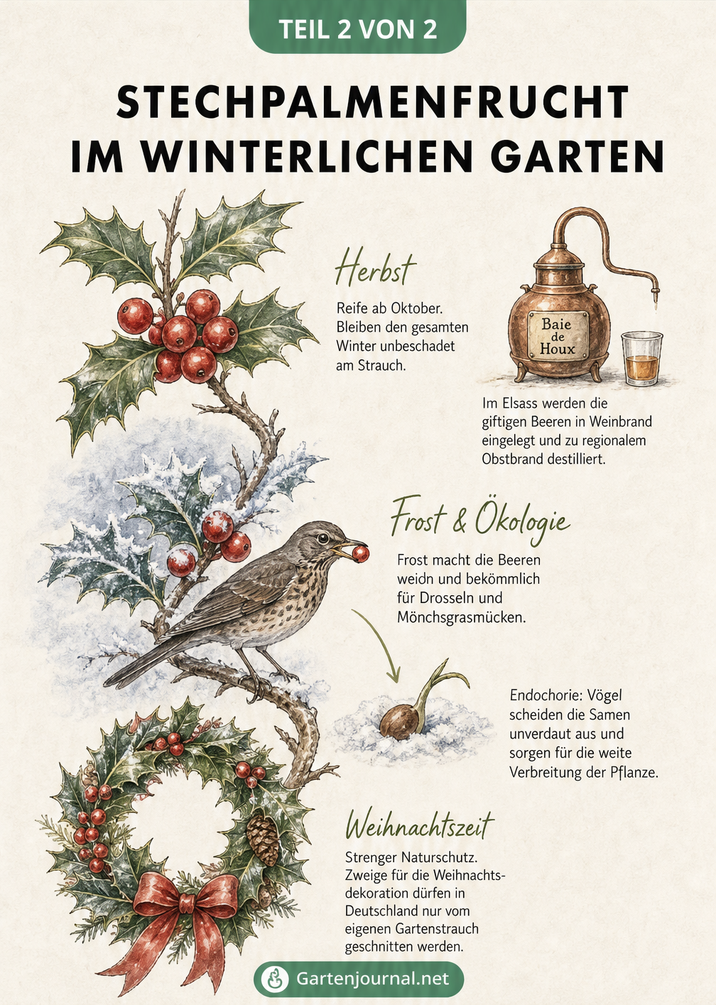 Illustration eines Stechpalmenzweigs im Winterverlauf, von reifen Beeren im Herbst über Frost und Vögel bis zum Weihnachtskranz.