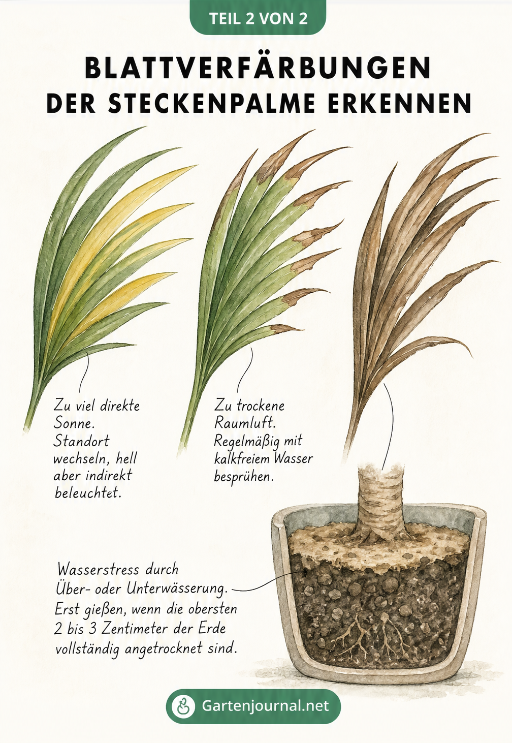 Illustration von drei Palmwedeln der Steckenpalme, die Ursachen für gelbe Blätter, braune Spitzen und welke Blätter zeigen.