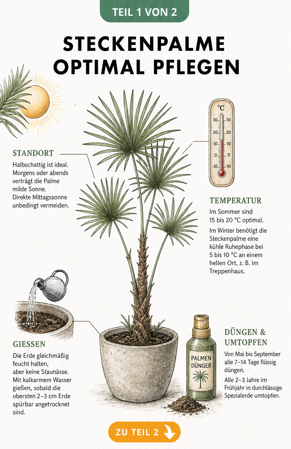 Illustration einer Steckenpalme mit Pflegehinweisen zu Standort, Temperatur, Gießen und Düngen